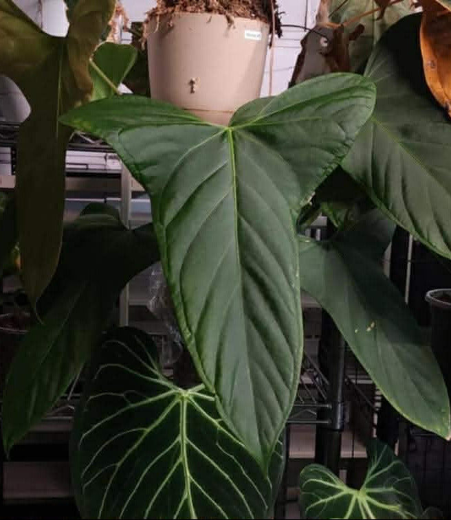 (Portilioi) x (Pap ‘17 x 6’)