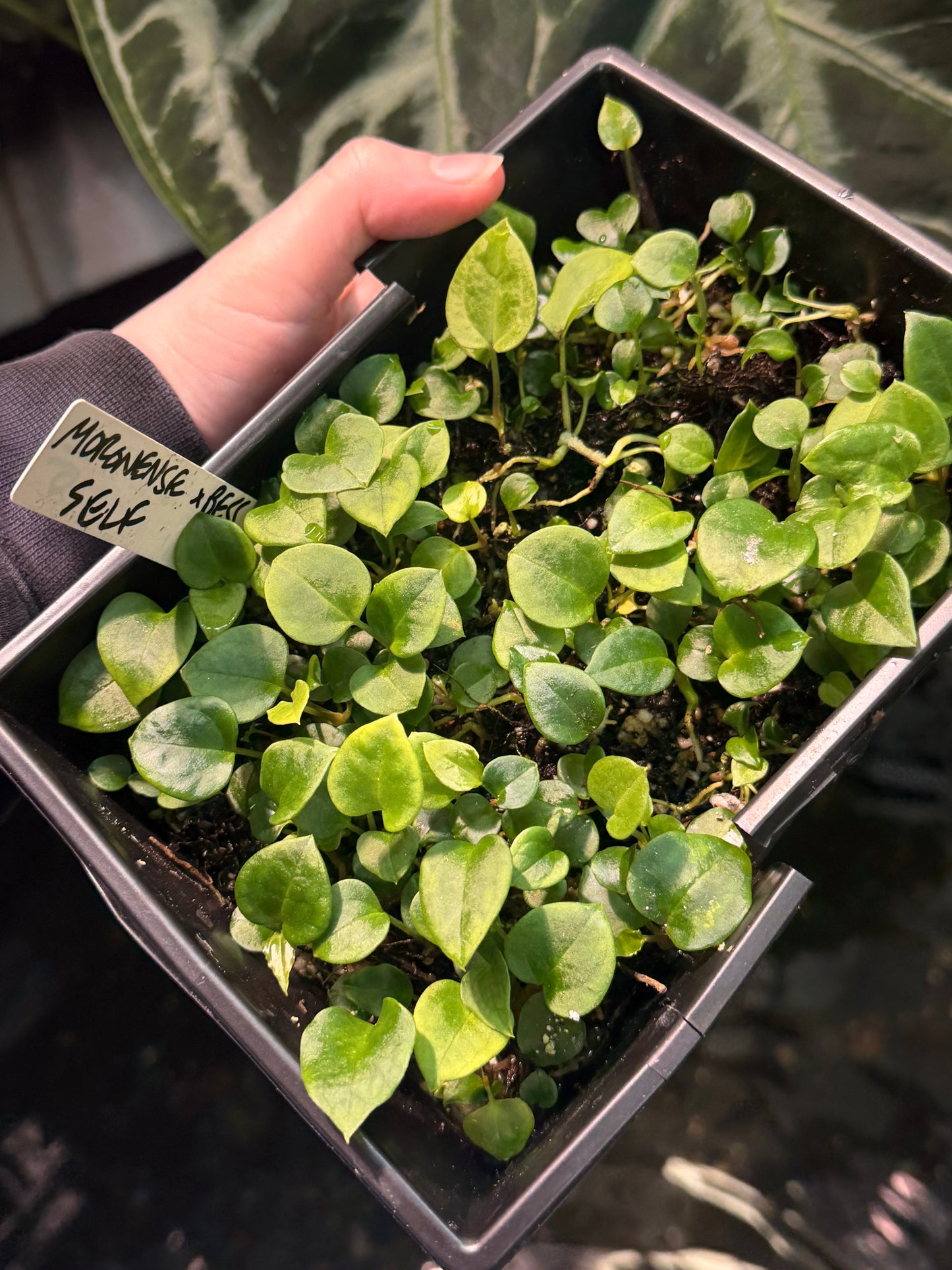 Anthurium Bowtie Box - Monthly Plant Subscription