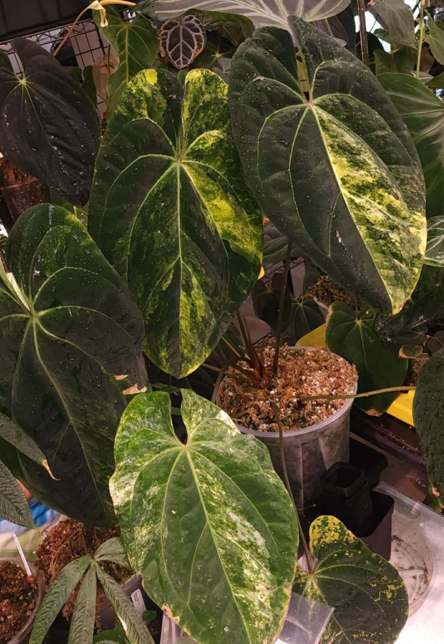 (Pink Lemonade x RC) x (Var. Pap)