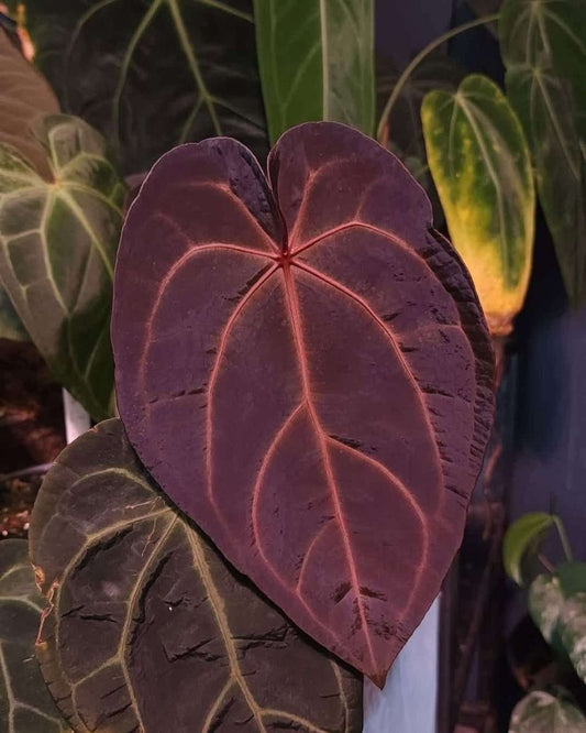 (Dark and Handsome x Red Velvet Cake) x Sp. Silver Peru