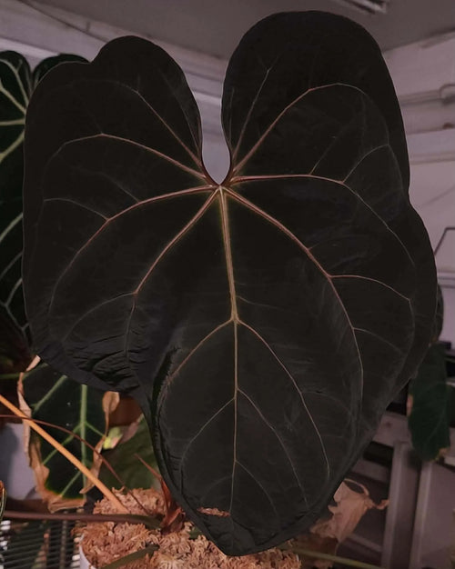 Anthurium (AOS DF x BVEP) x Variegated (Carla x Var. Pap)