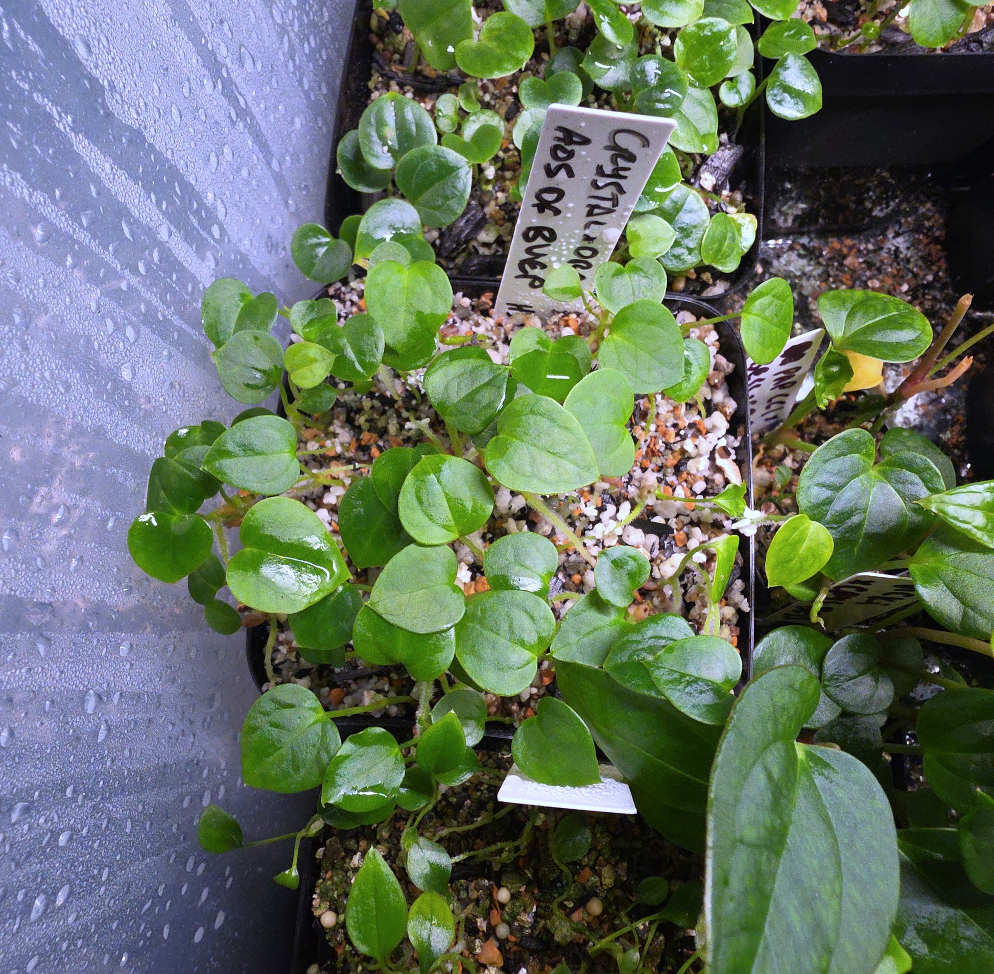 (Crystal x Windy Dressleri) x (AOS DF x BVEP) — plant photo