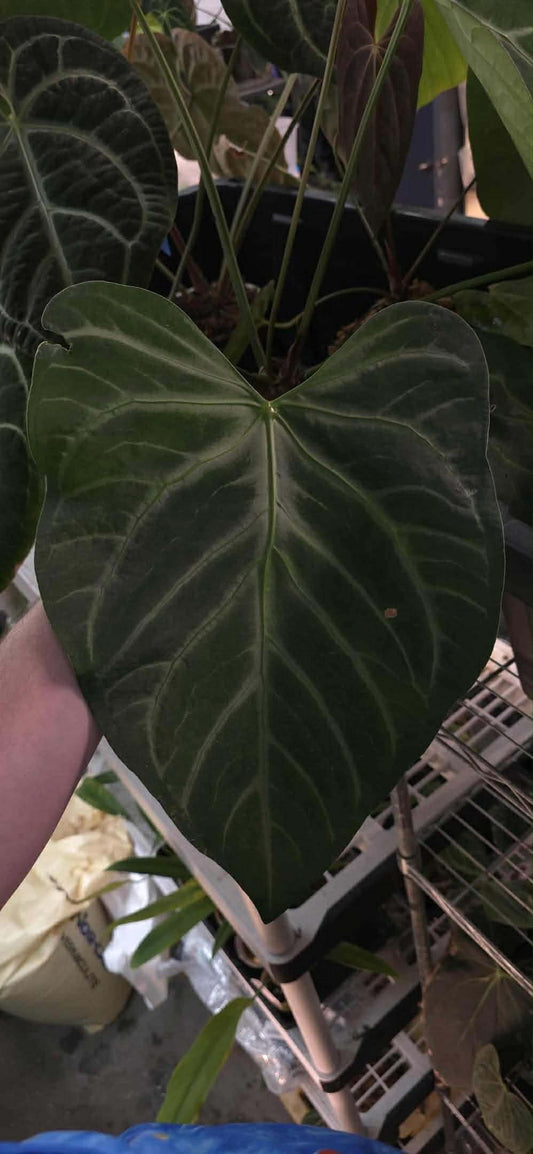 Anthurium Blue Steel x Pink Lemonade
