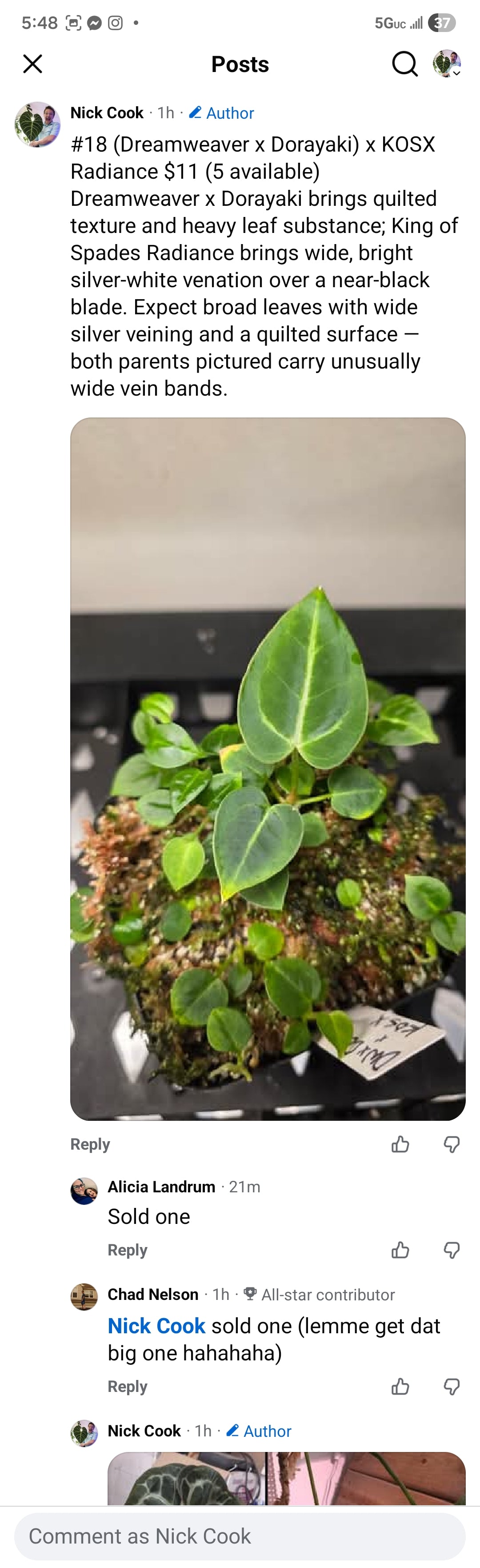 (Dreamweaver x Dorayaki) x KOSX Radiance — plant photo