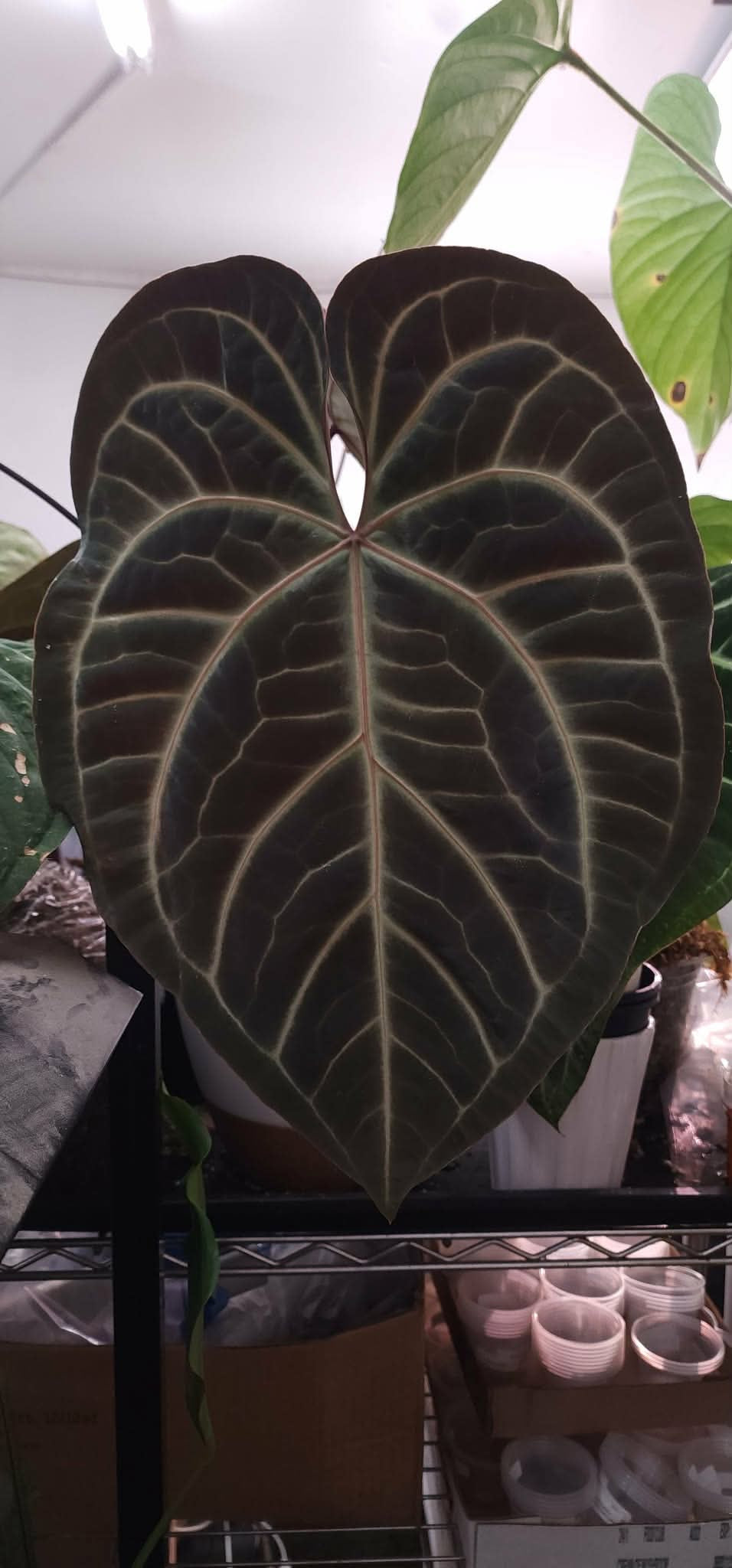 (Pink Lemonade x RC) x (Sp. Trilobe)