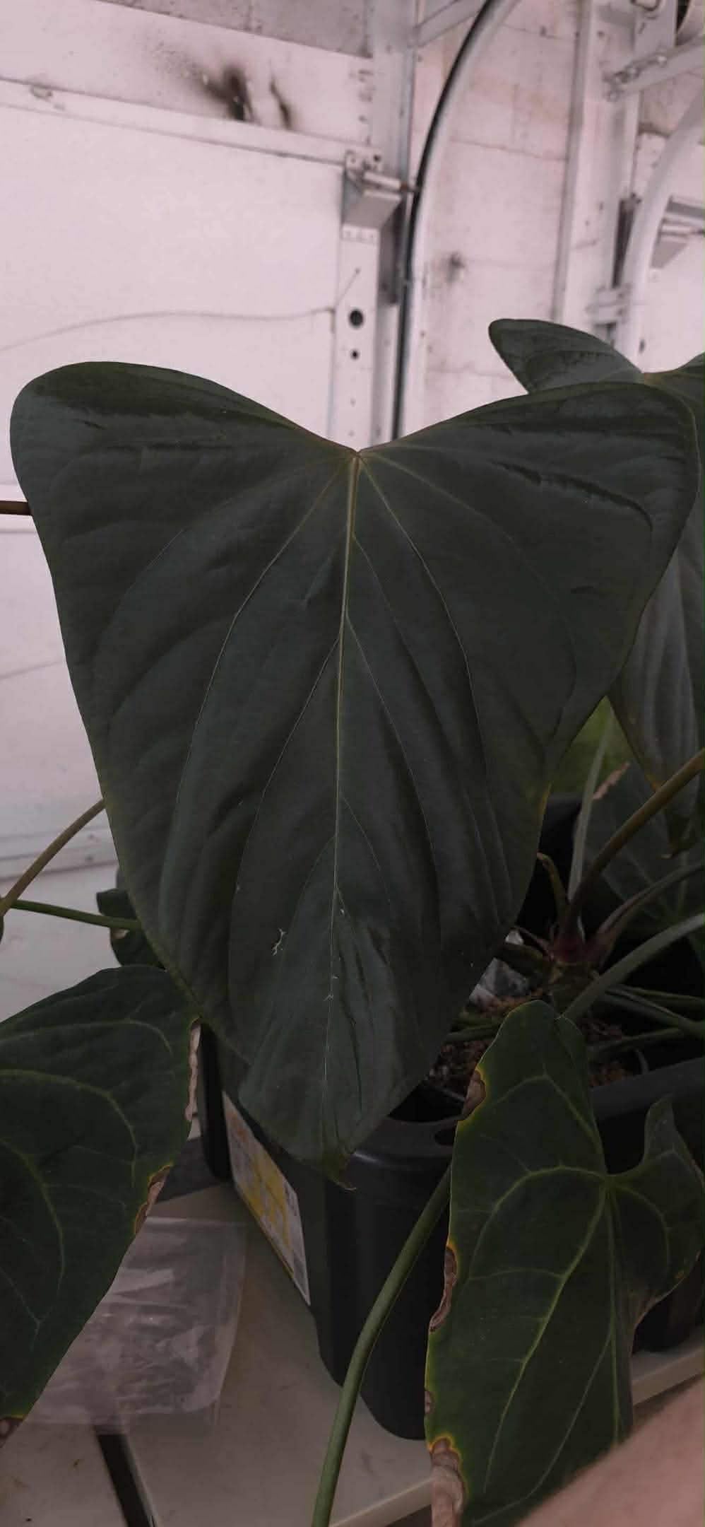 Anthurium Mr. WW Worldwide x KOSX Radiance