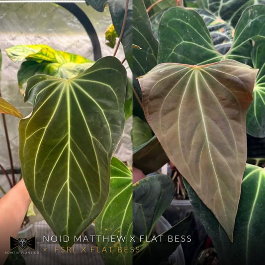 (NOID Matthew x Flat Bess) x (FSRL x Flat Bess)