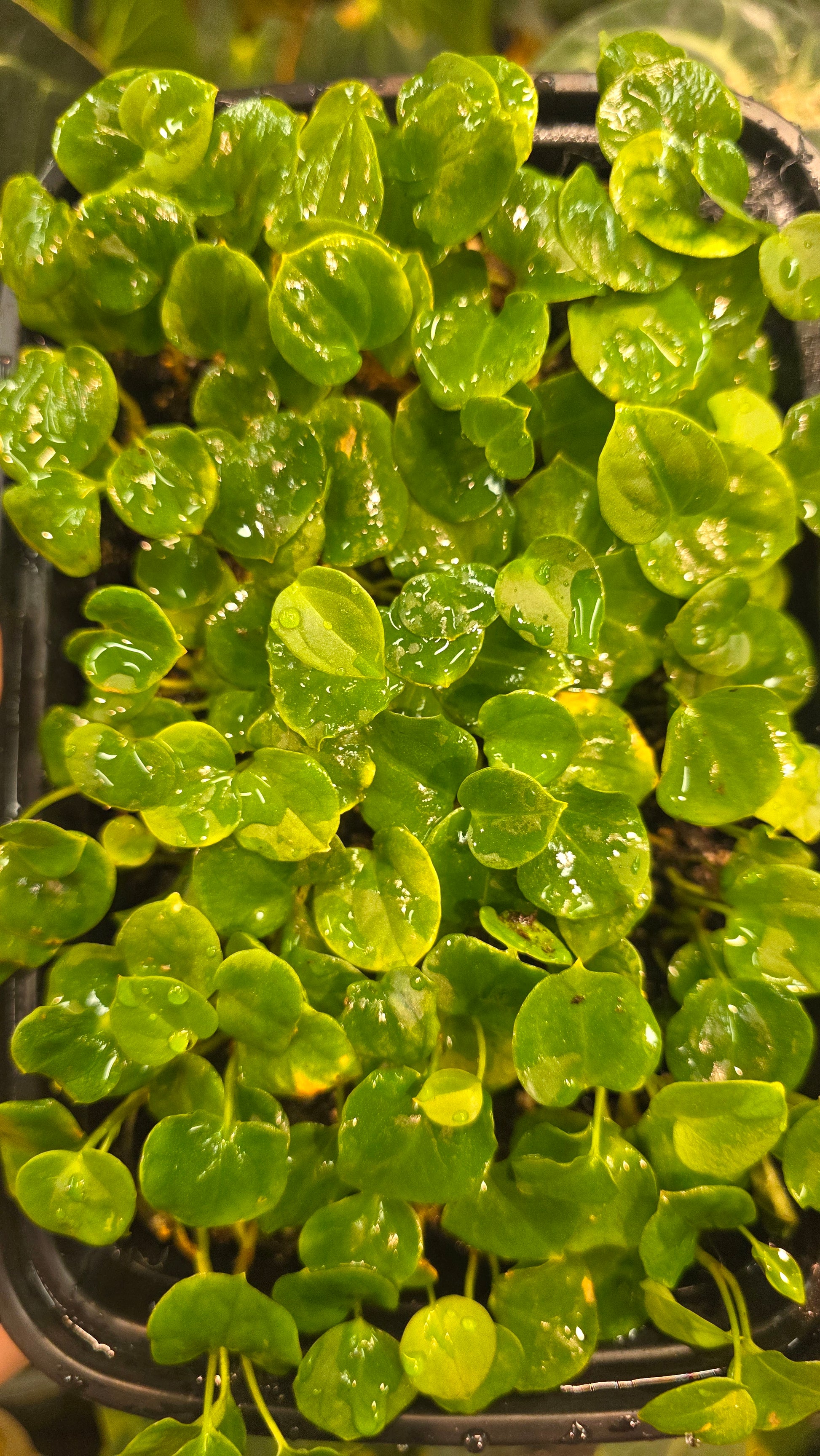 (NOID Matthew x Flat Bess) x (FSRL x Flat Bess) — plant photo