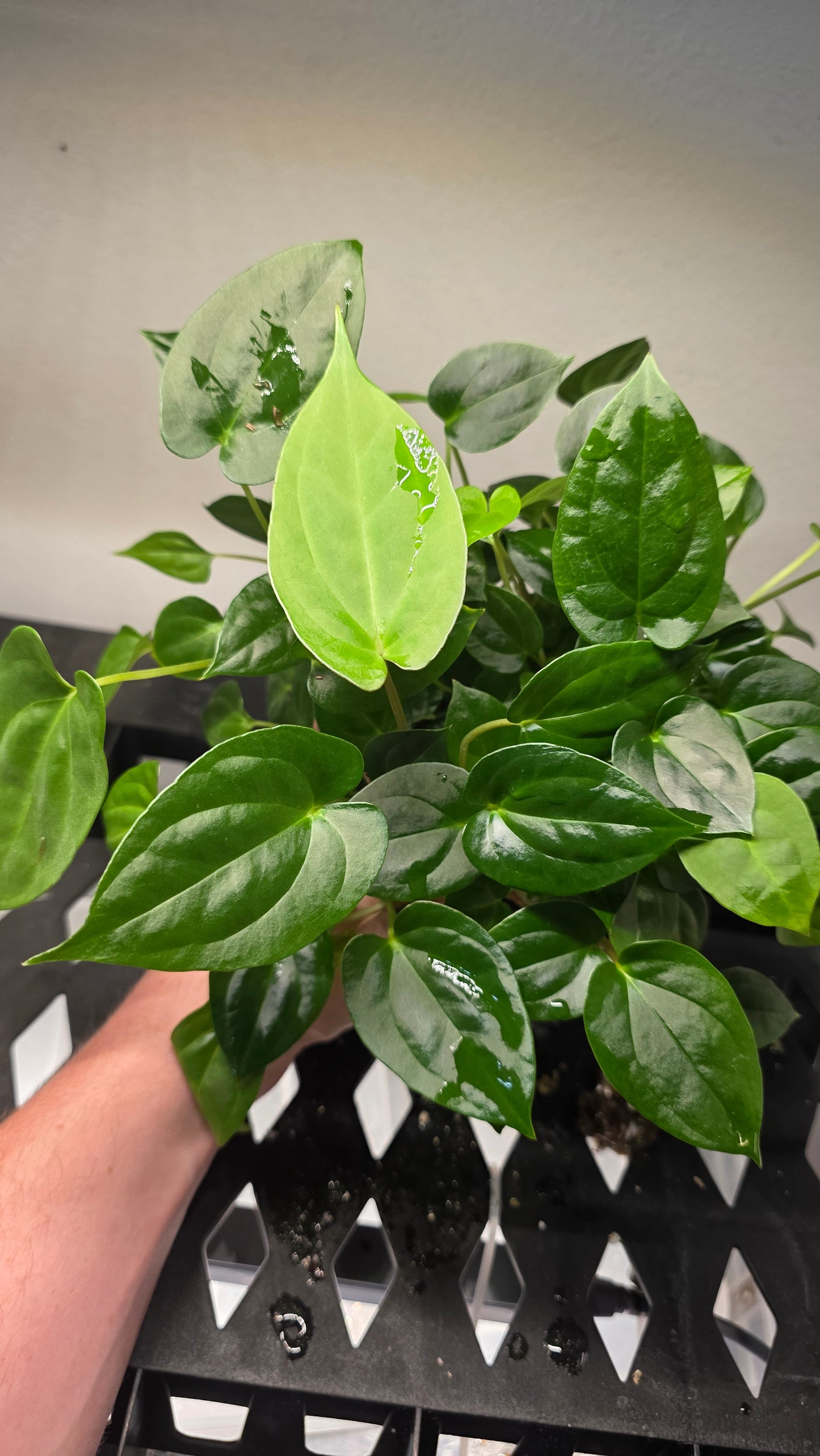 Metallic Cyclone x Pap 17x6 — plant photo