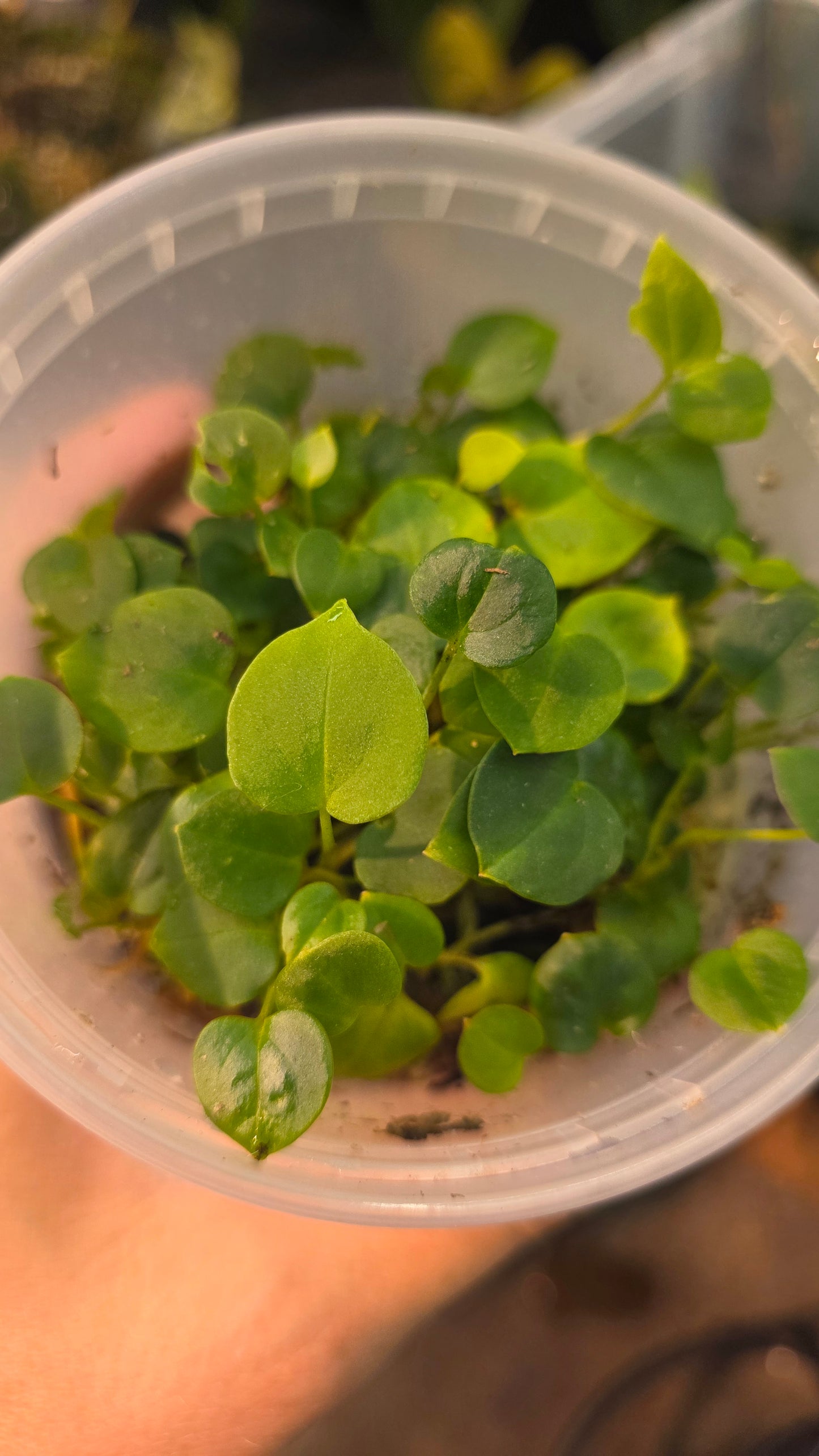 NSE RC x (FSRL x Flat Bess) — plant photo