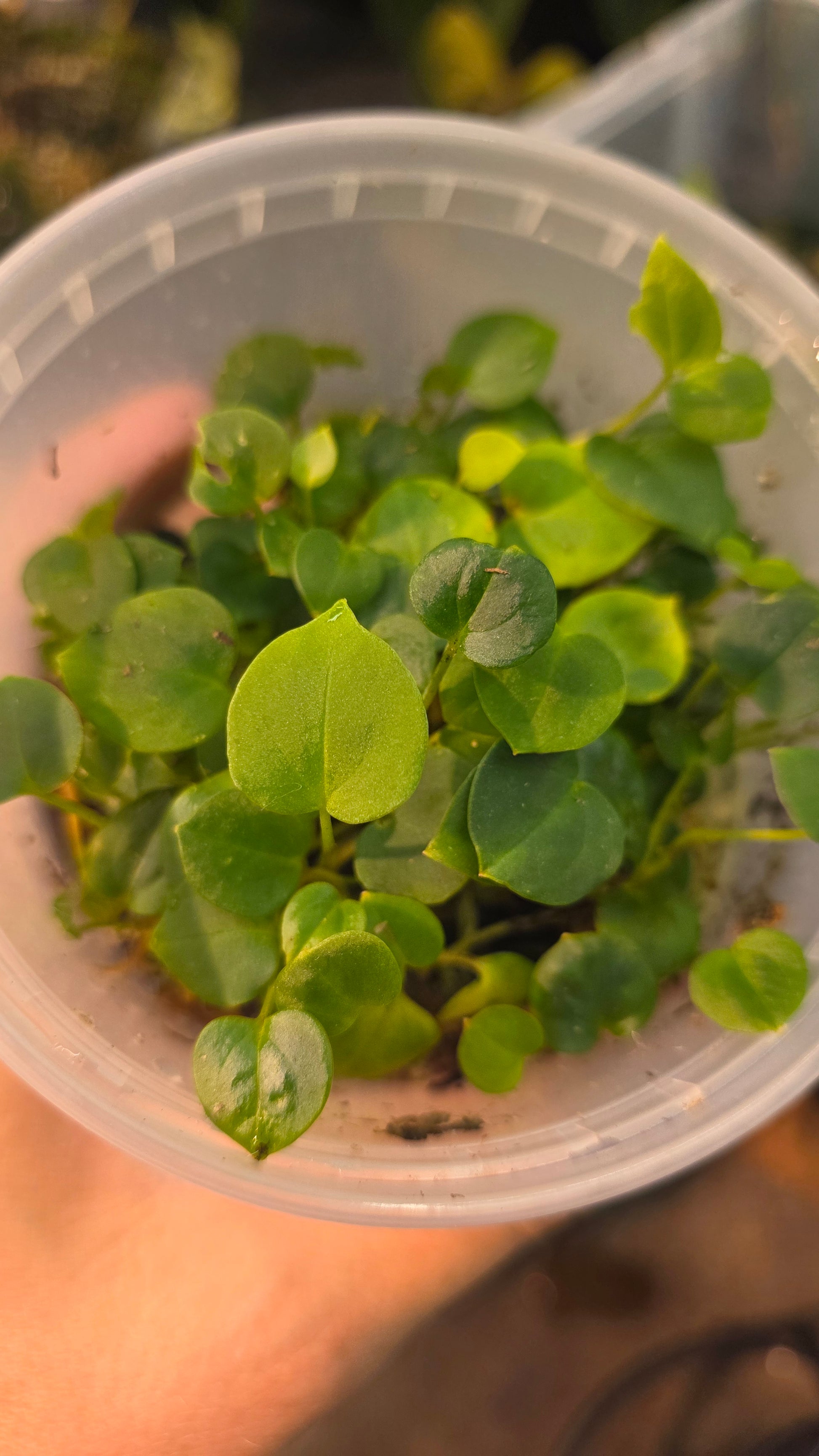 NSE RC x (FSRL x Flat Bess) — plant photo
