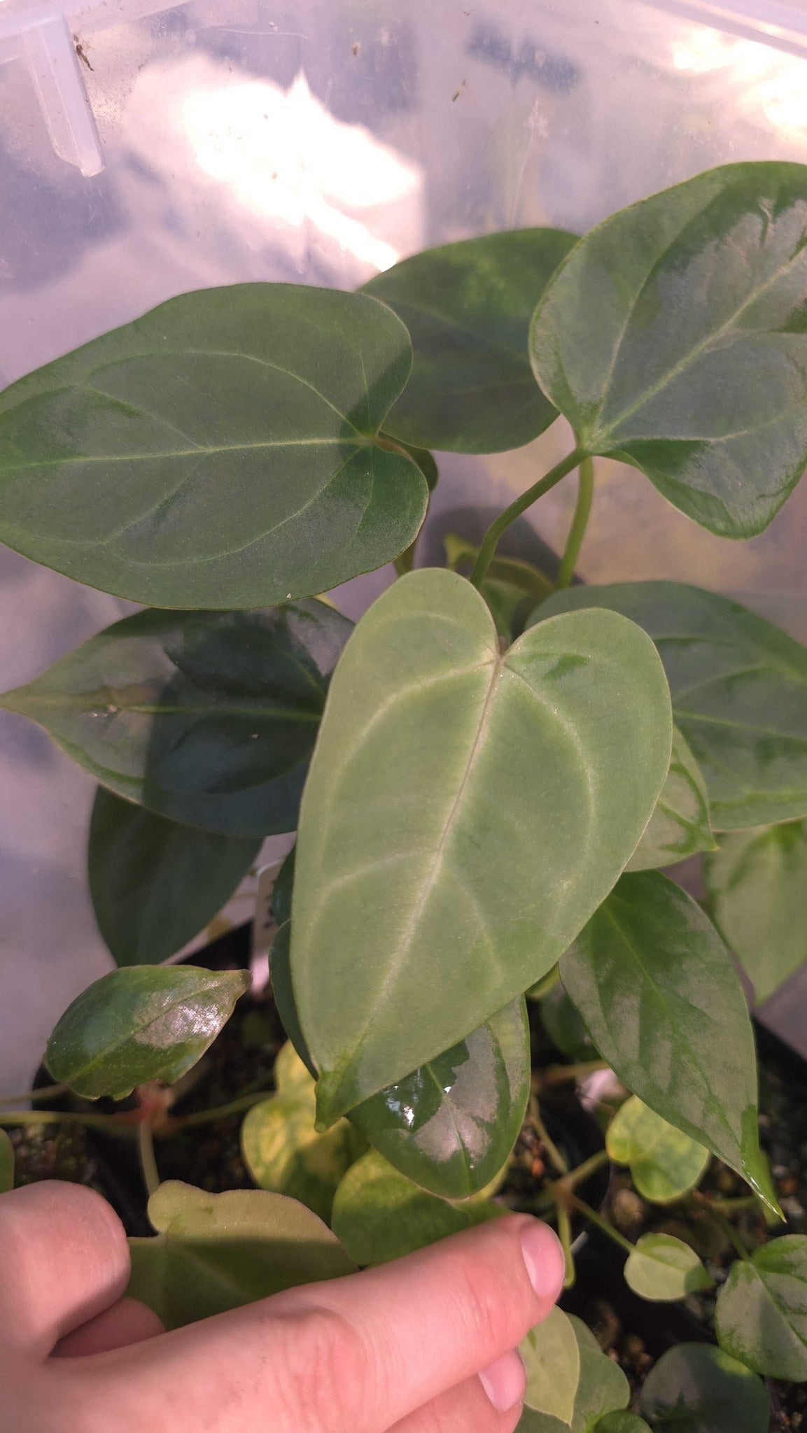 Anthurium seedling