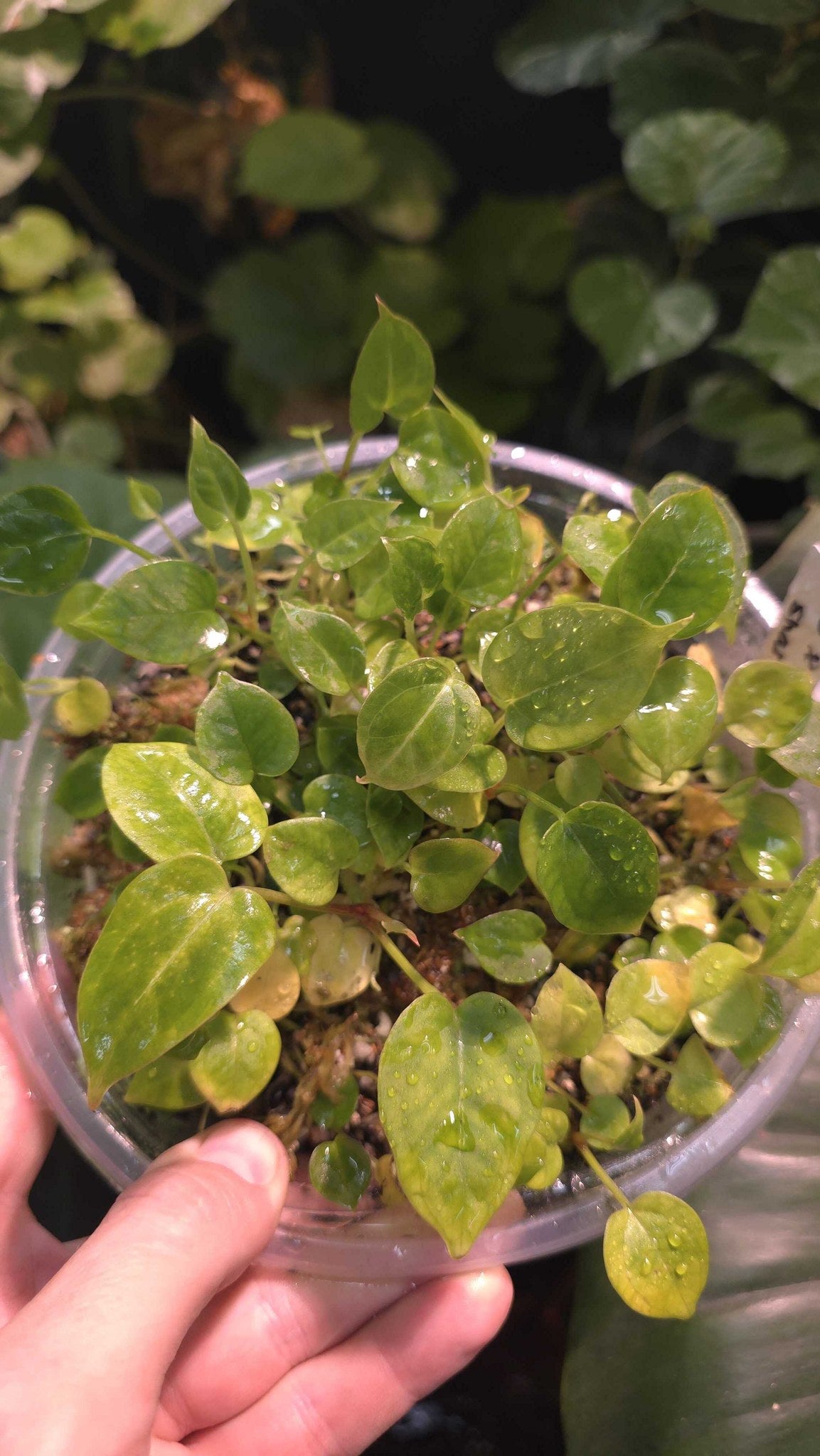 Anthurium seedling
