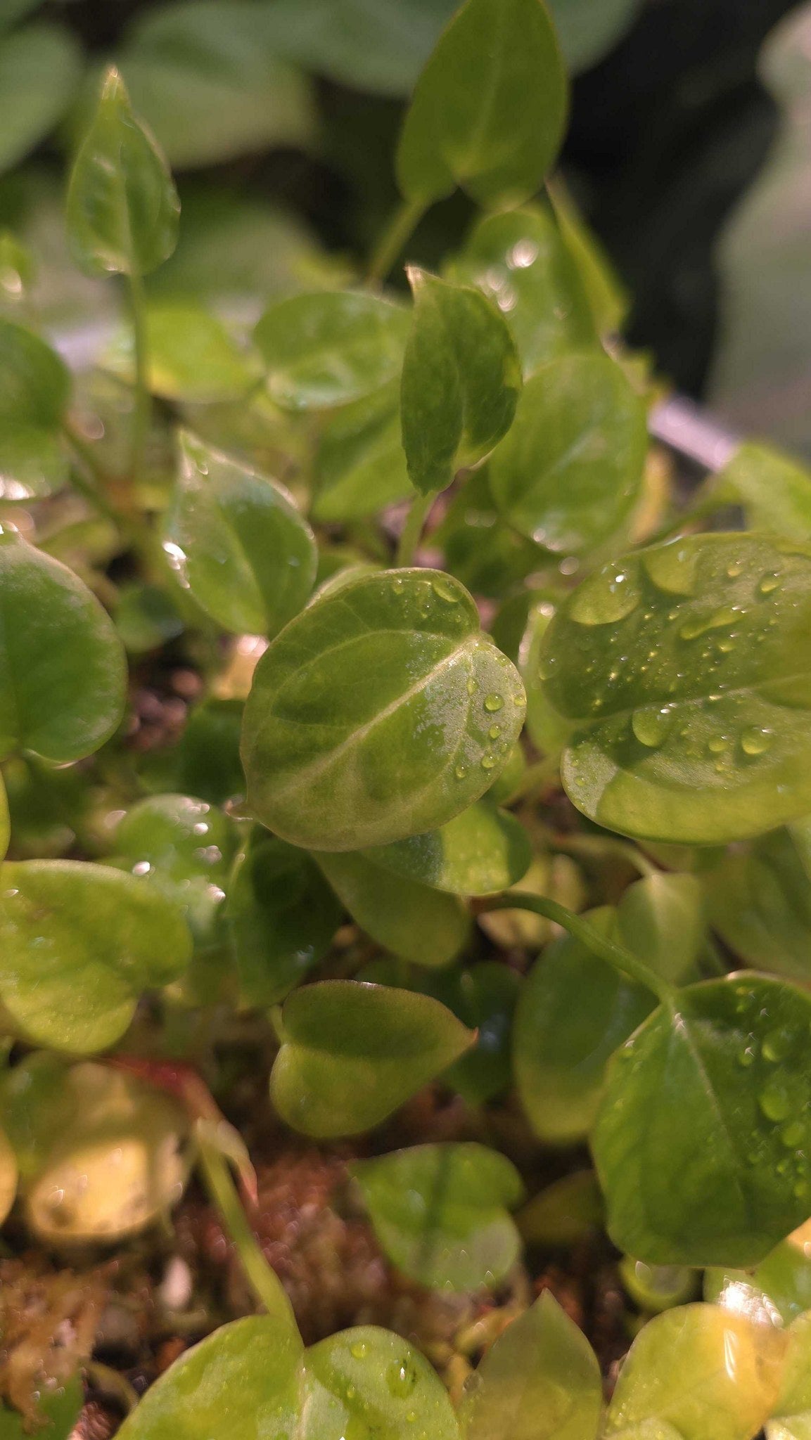 Anthurium seedling