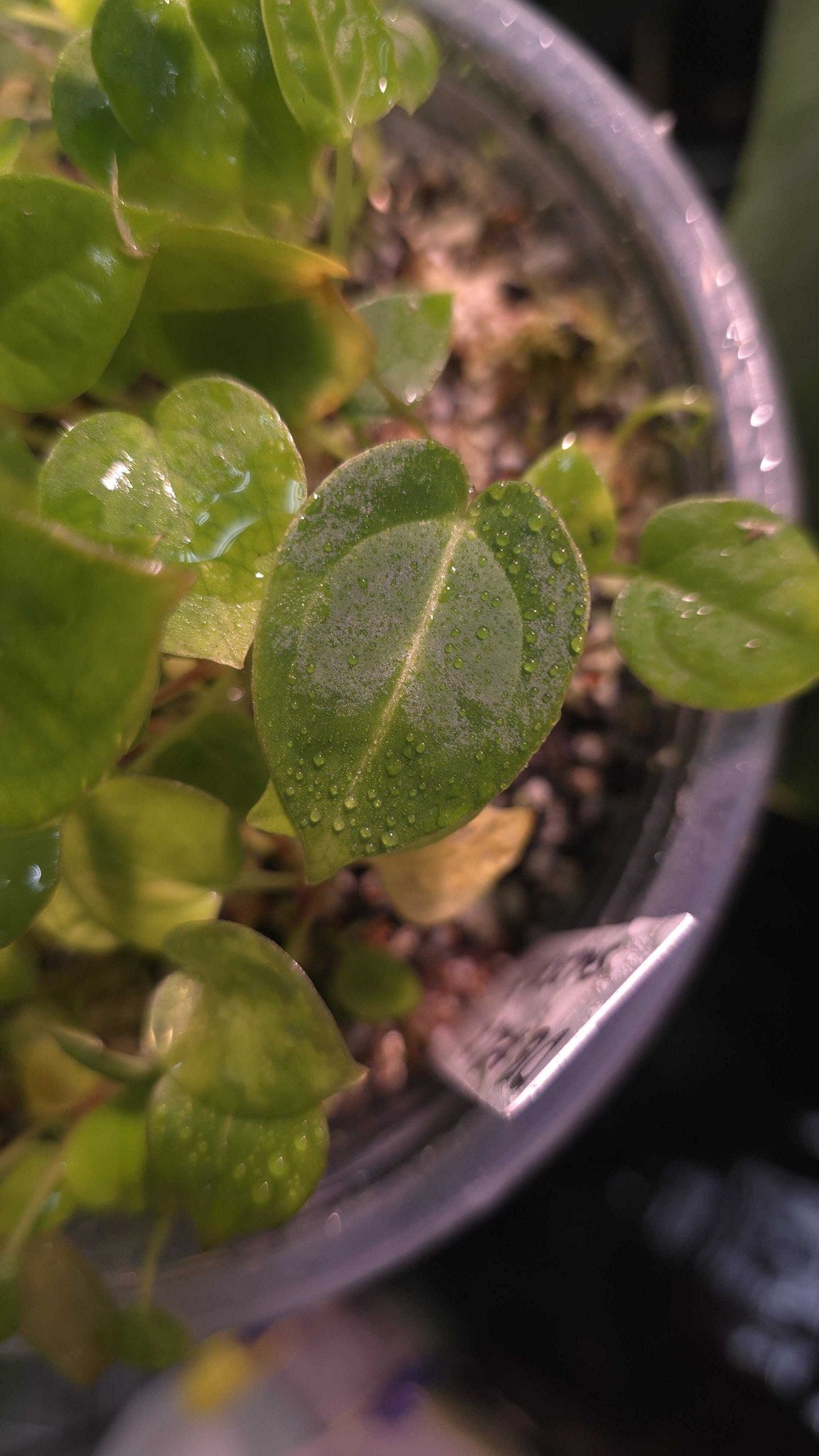 Anthurium seedling