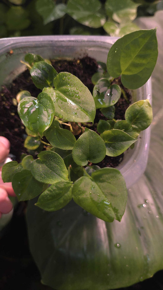 Anthurium seedling