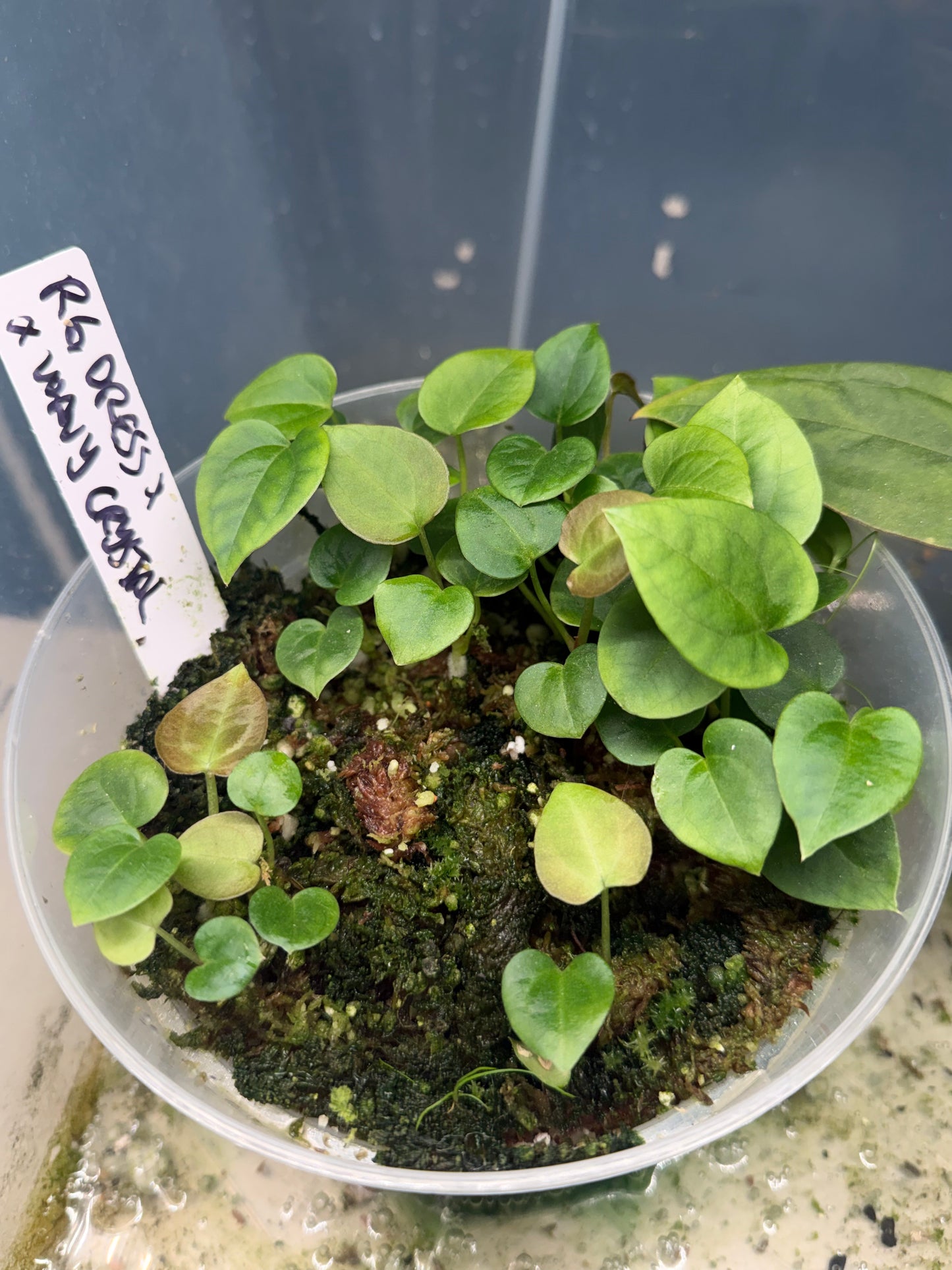 Anthurium Bowtie Box - Monthly Plant Subscription