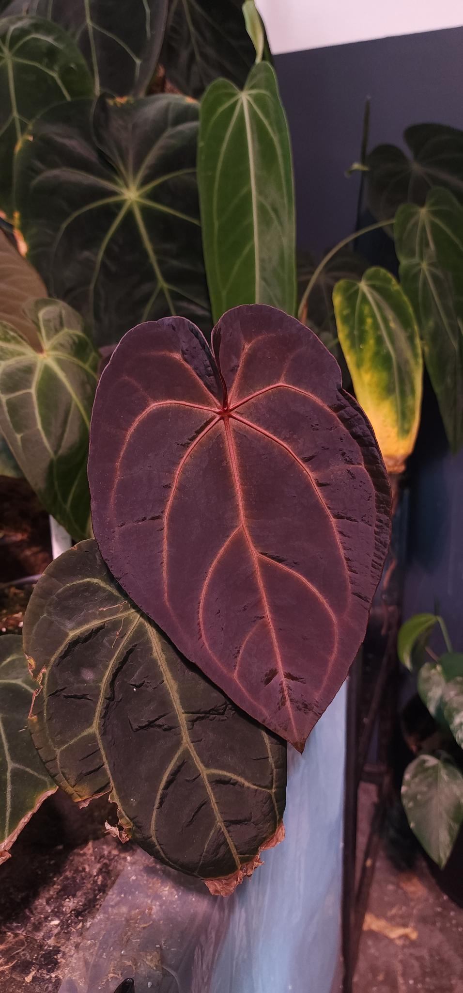 Anthurium FSRL x (Dark and Handsome x Red Velvet Cake) Seedling