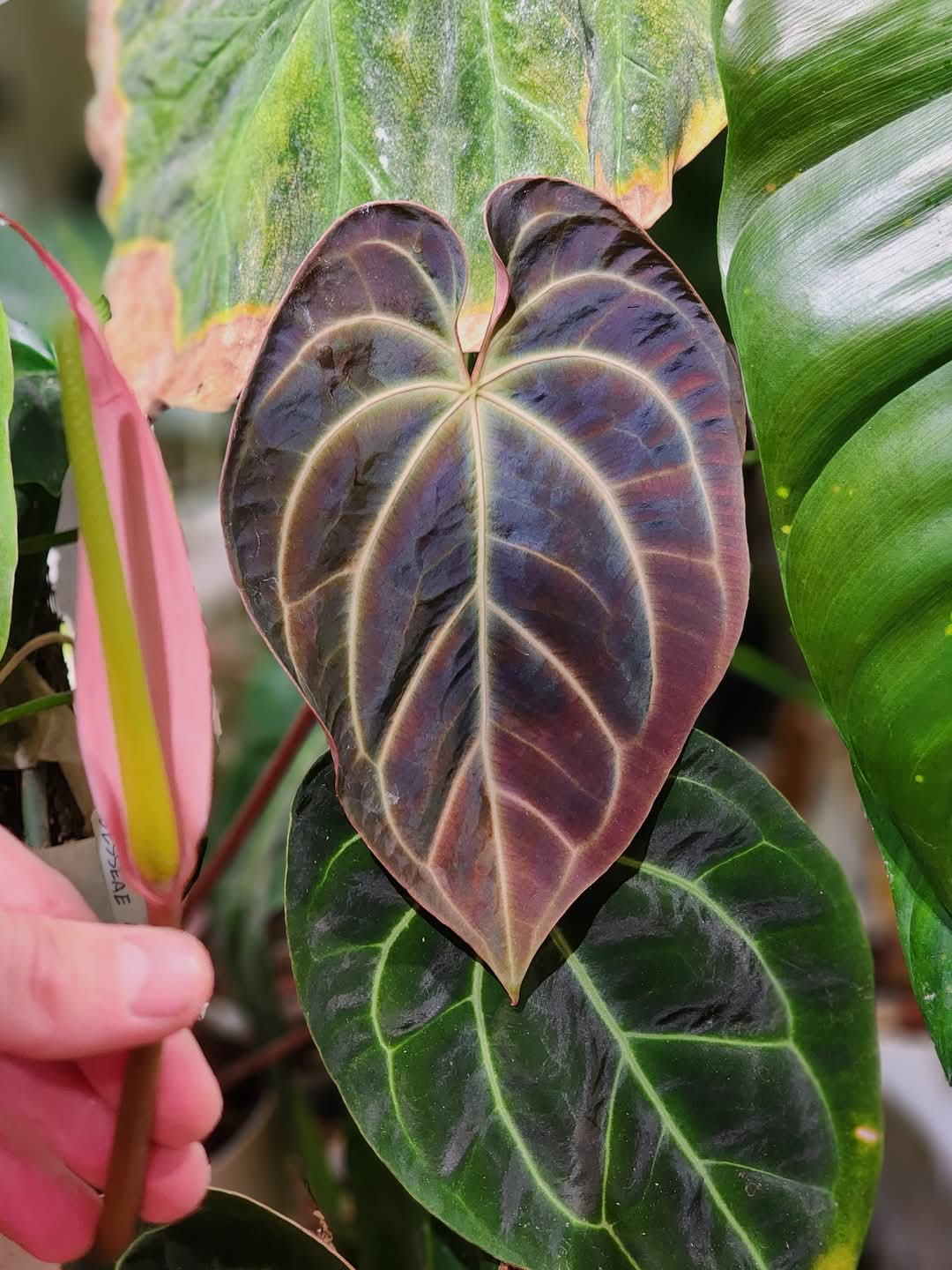 ((AOS x Forgetii) x Coralia) x Bowtie Bess (Formally Rainbow Bess)