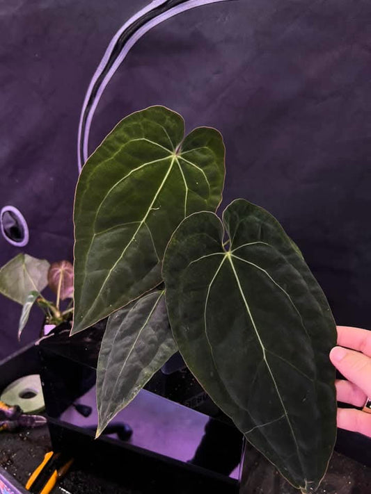 Anthurium (Crystal x Windy Dressleri) x (AOS DF x BVEP)