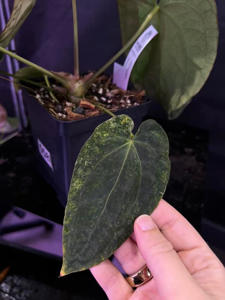 Anthurium (Crystal x Windy Dressleri) x (AOS DF x BVEP)