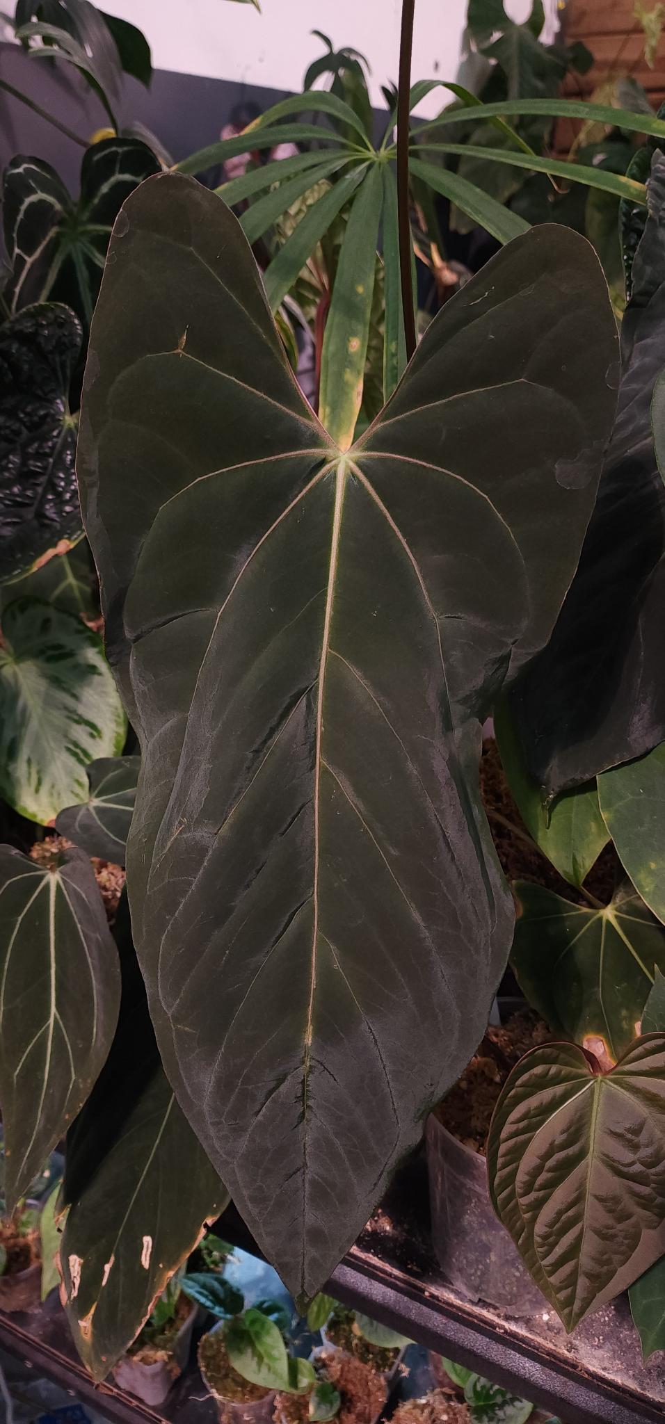 Anthurium FSRL x (Dark and Handsome x Red Velvet Cake) Seedling