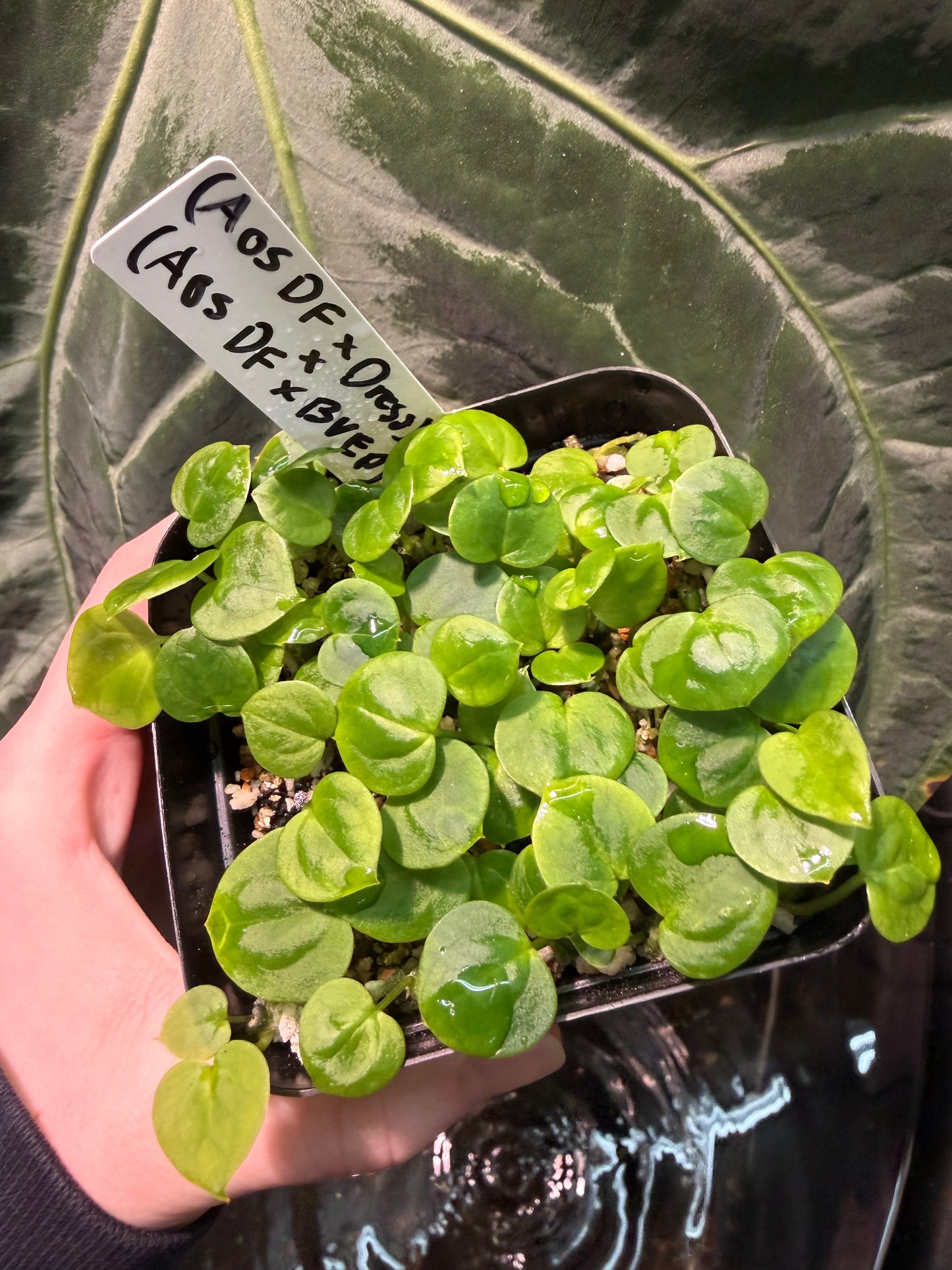 Anthurium Bowtie Box - Monthly Plant Subscription