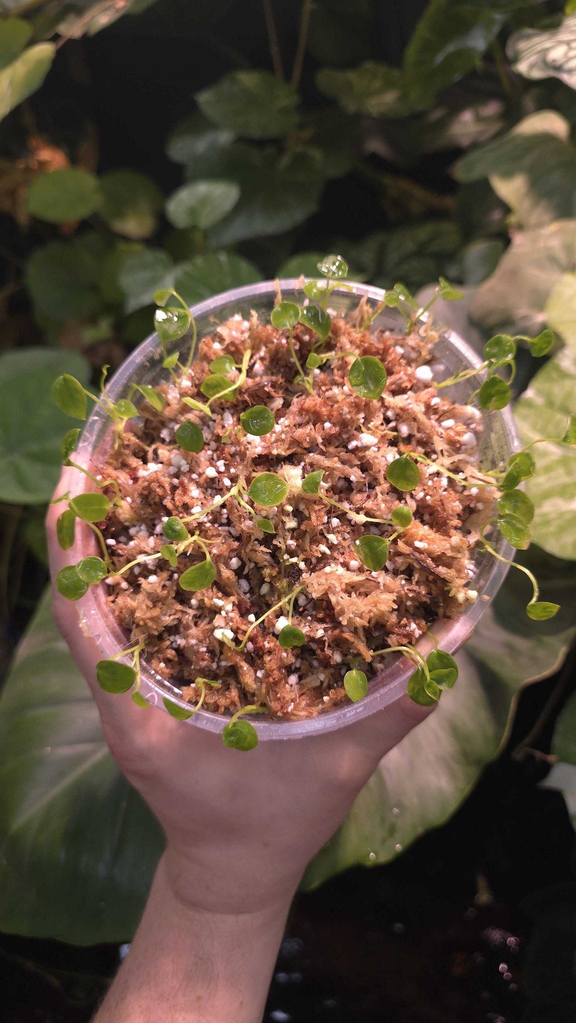 Anthurium seedling