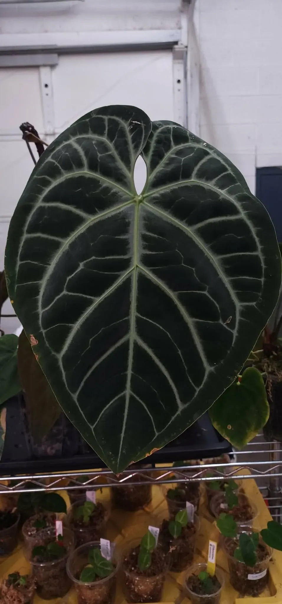 Anthurium SKG Silver x PLRC