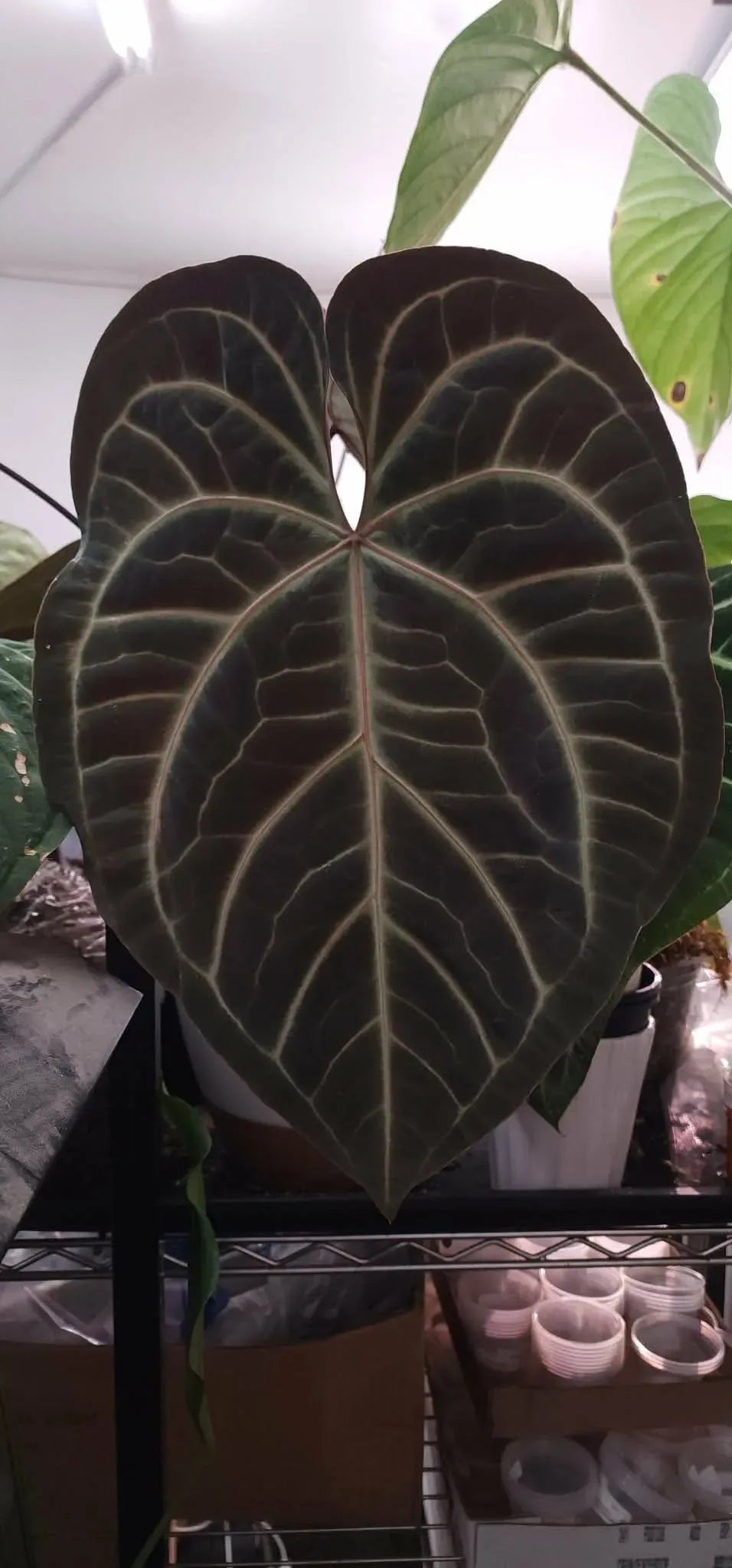 Anthurium SKG Silver x PLRC