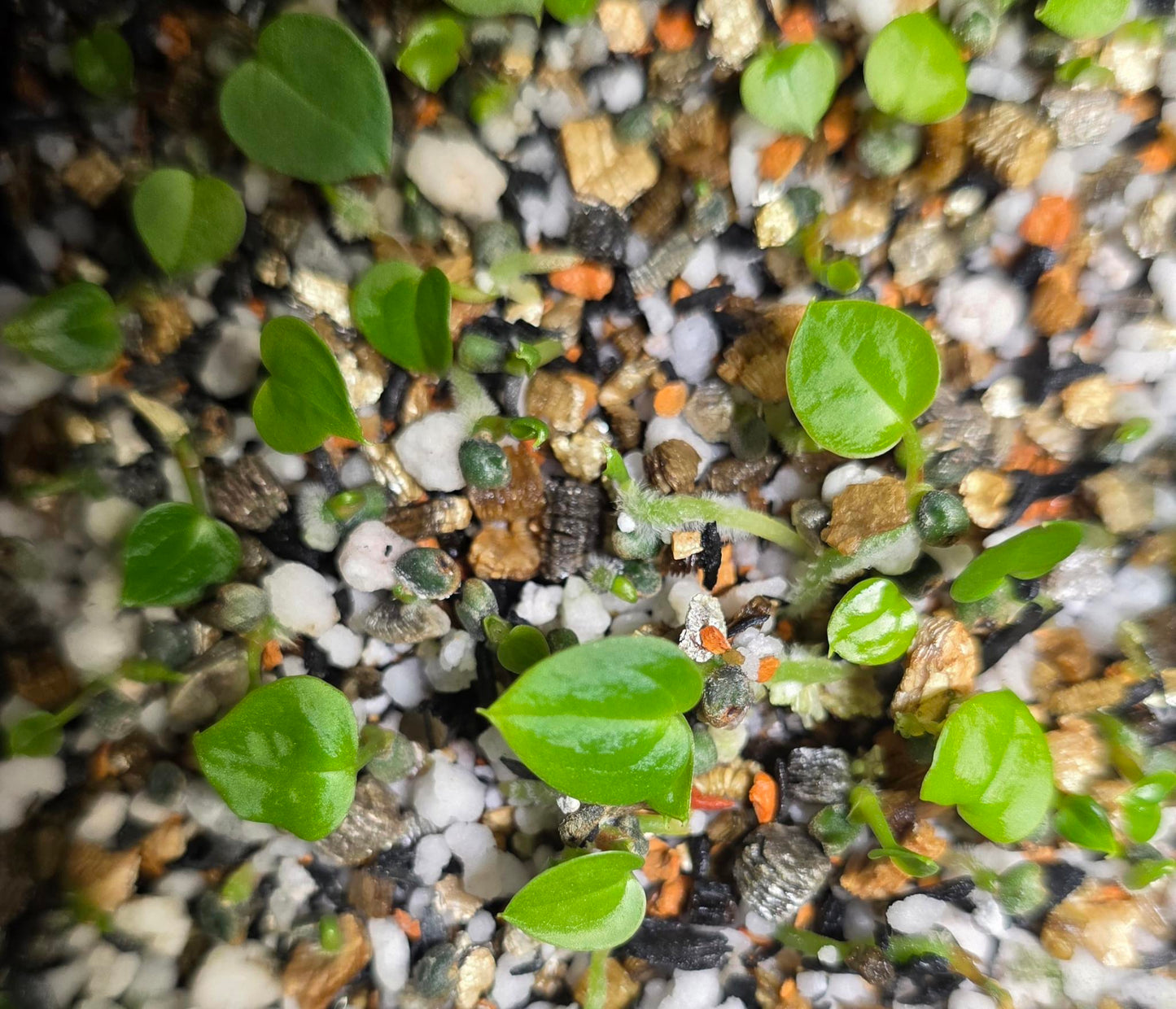 Anthurium FSRL x (Dark and Handsome x Red Velvet Cake) Seedling