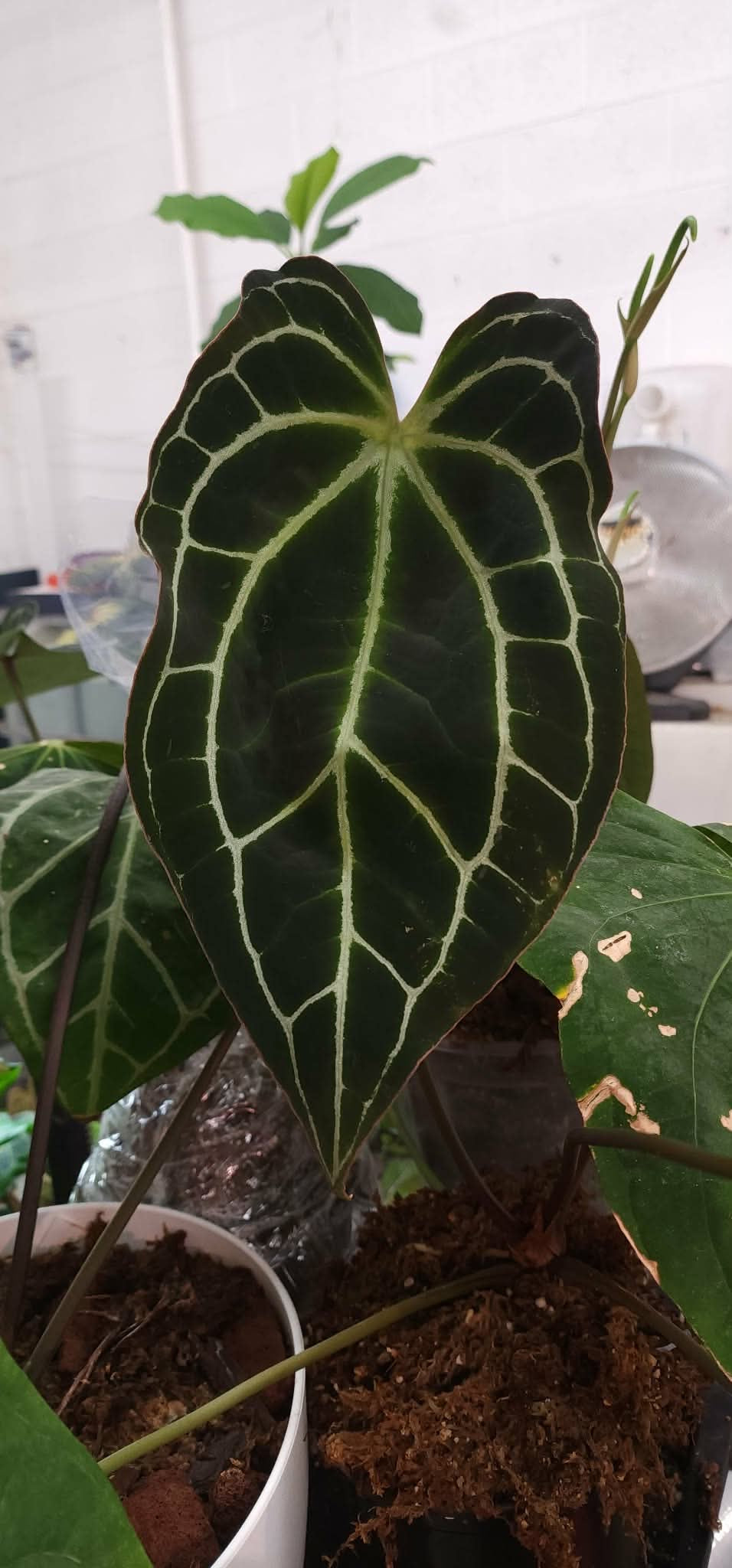 Anthurium RG DressX x The Great Wave