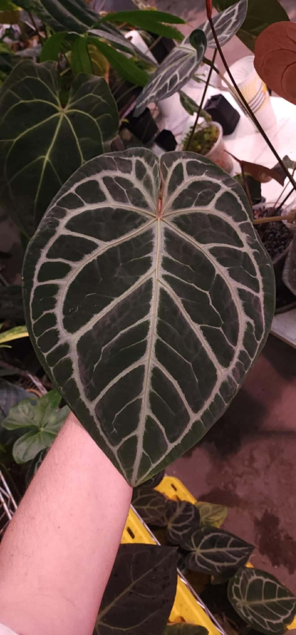 (AOSx x Papx) x (Pink Lemonade x Black Widow Michelle)