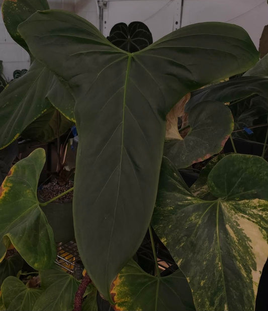 Anthurium Portilioi x Pap Batwing