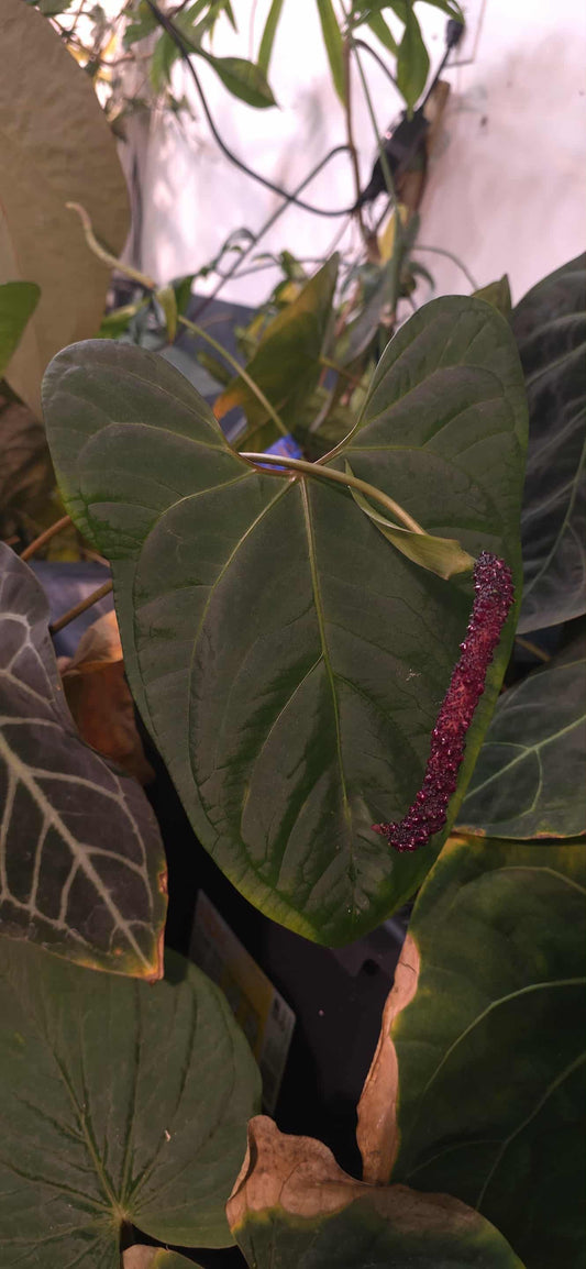 Anthurium (Blue Pap x Indo Port) x (Carla x RC)