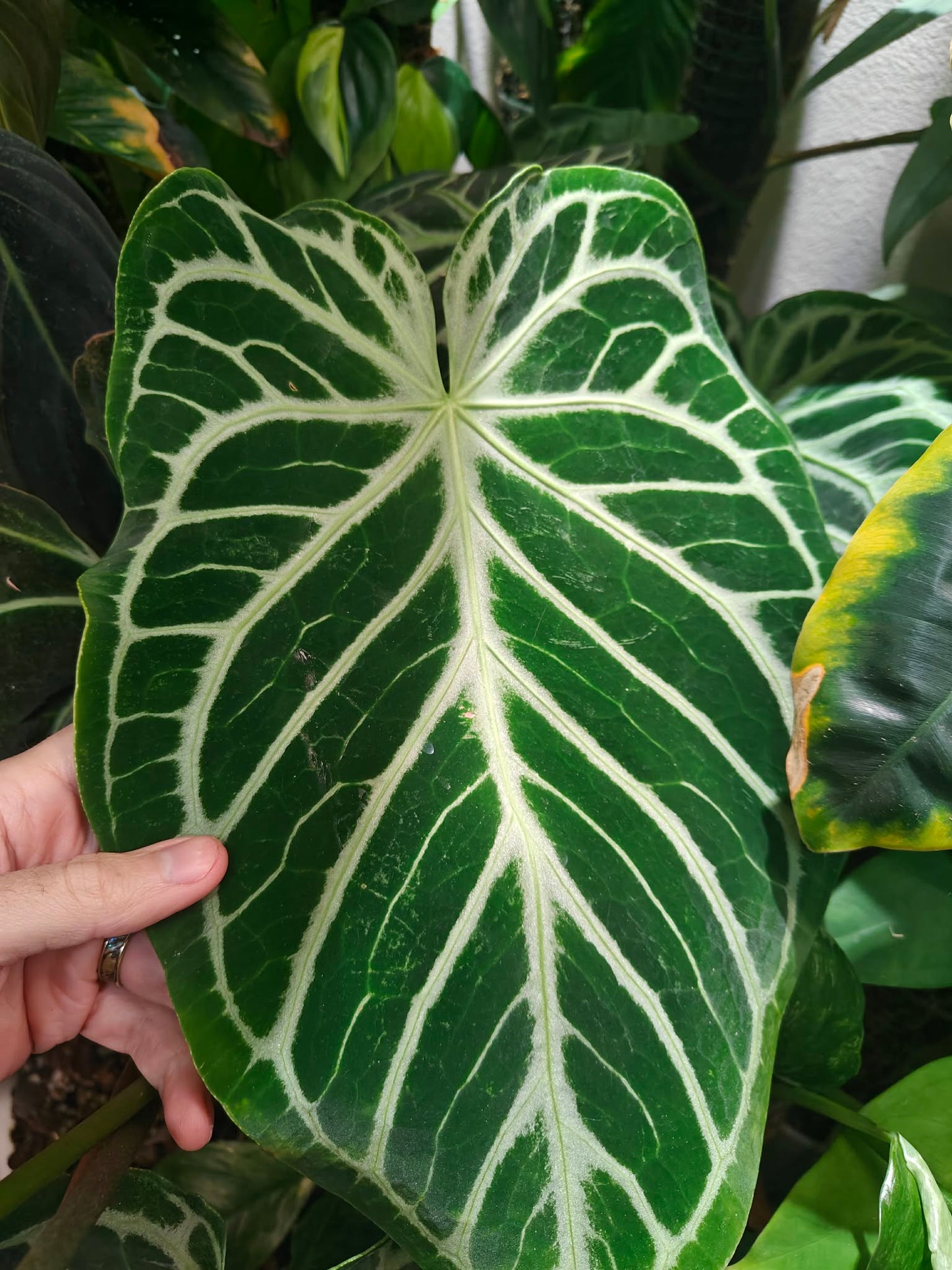 Anthurium Crystal Hope x Silver Blush