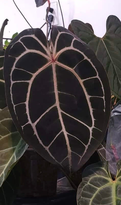 (Michelle F4) x (Bess ‘Chonky’)