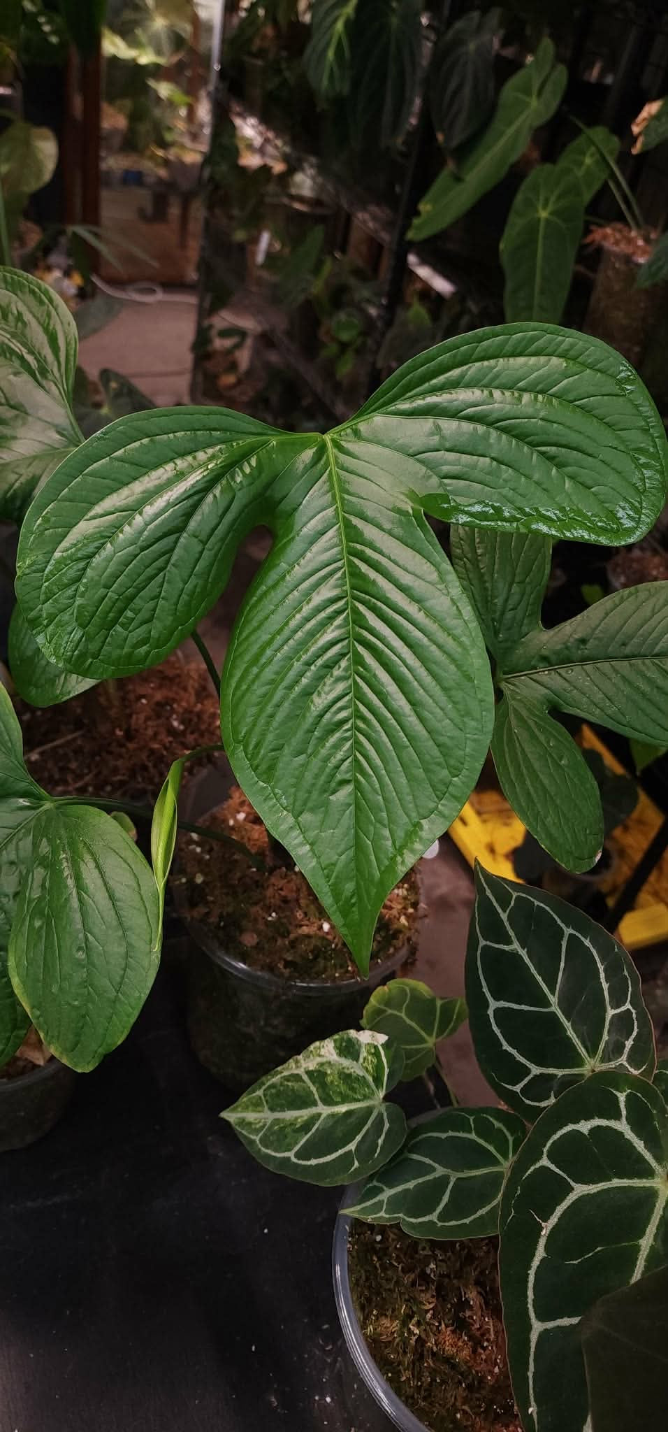 (Pink Lemonade x RC) x (Sp. Trilobe)
