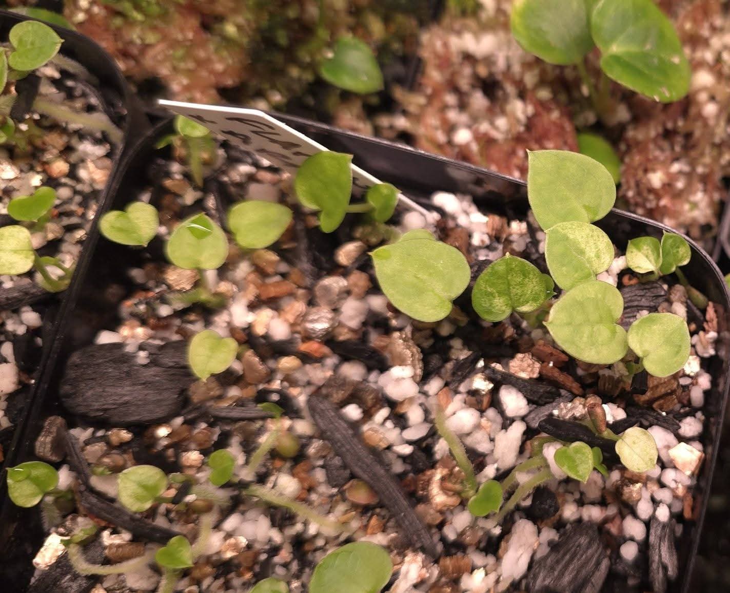 Variegated Flaming Flamingo Army — plant photo