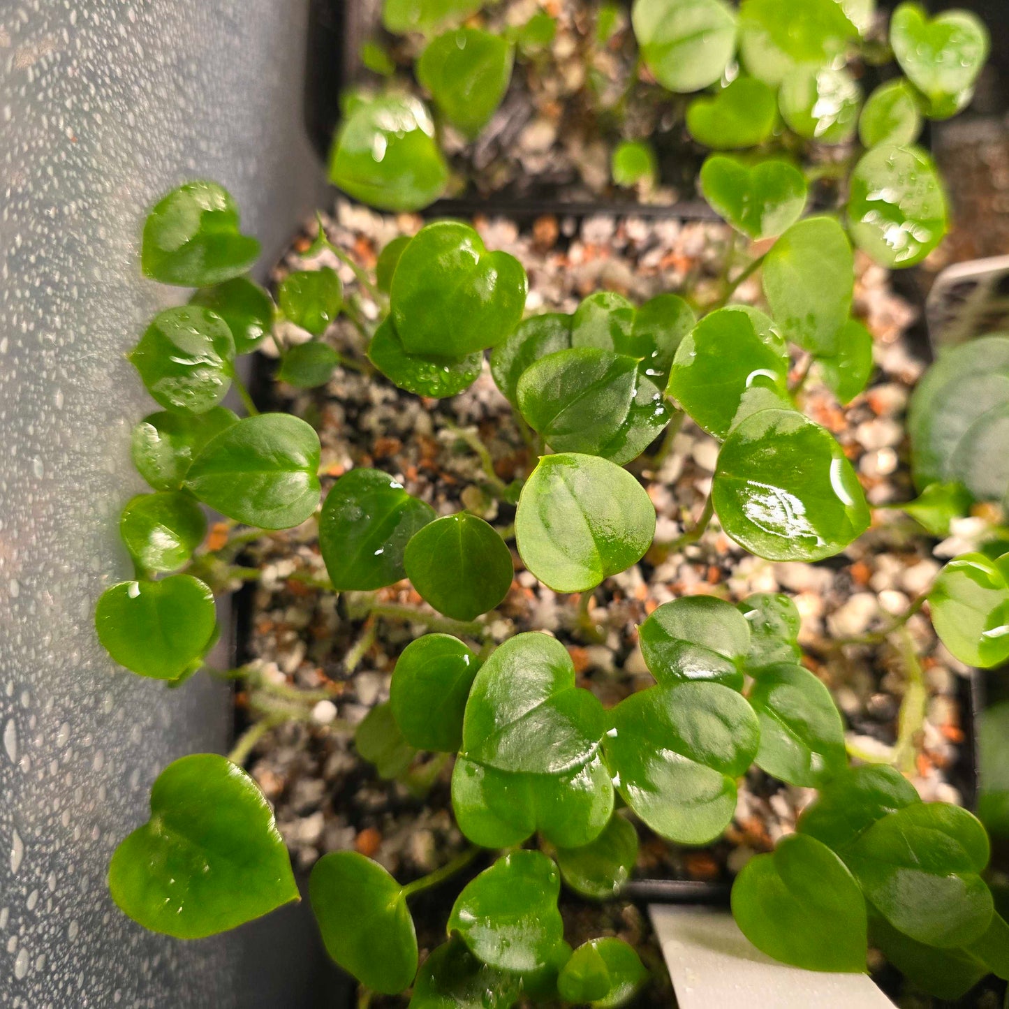 Anthurium (Crystal x Windy Dressleri) x (AOS DF x BVEP)