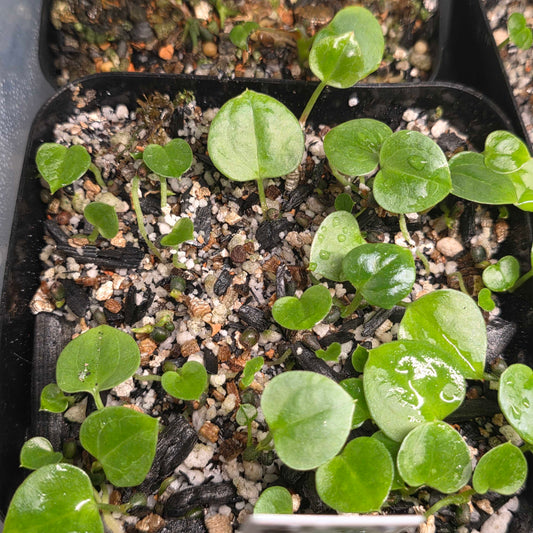 Anthurium (Pap 8 x Rioclarense Wild Type Long) x Lux
