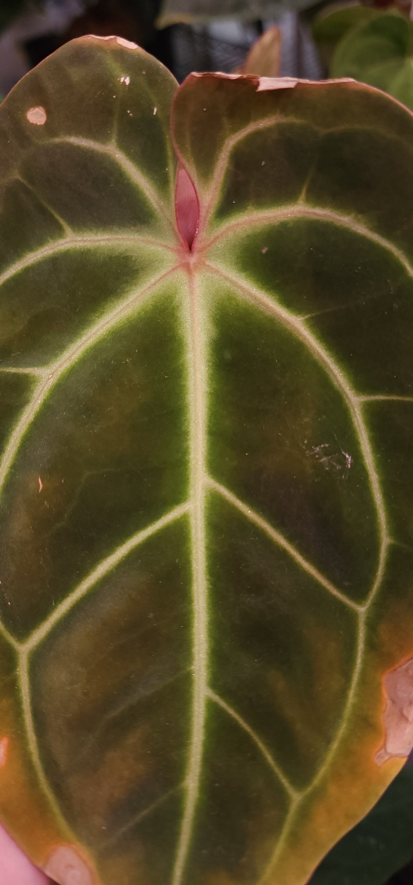 Anthurium (Round BVEP x RA1) x Bowtie Bess