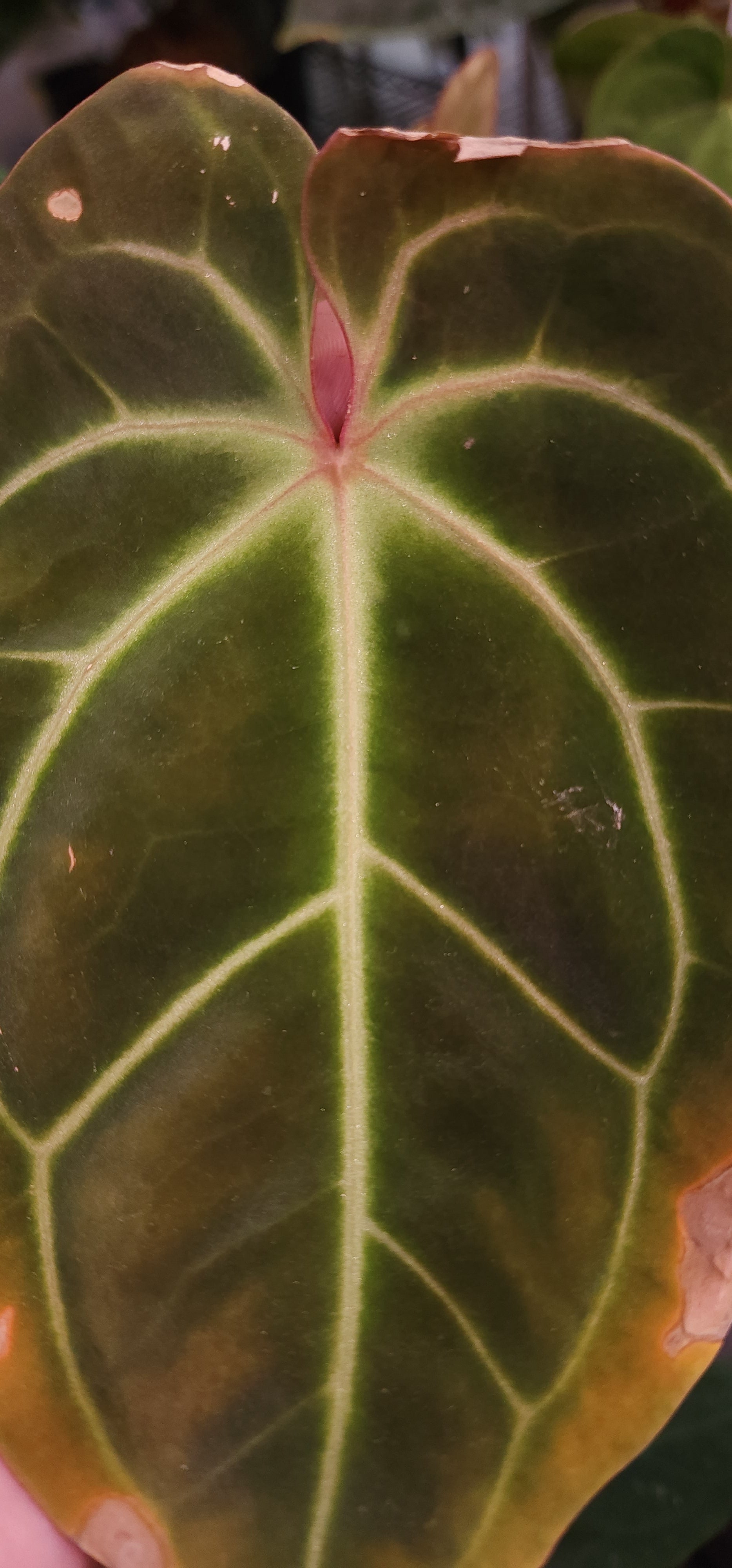 Anthurium (Round BVEP x RA1) x Bowtie Bess