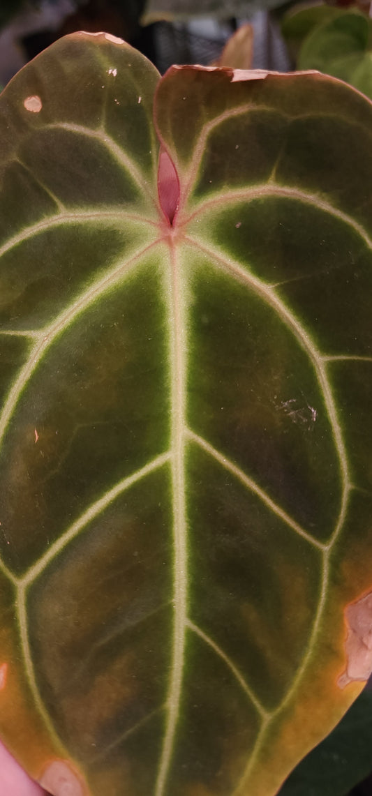 Anthurium (Round BVEP x RA1) x Bowtie Bess