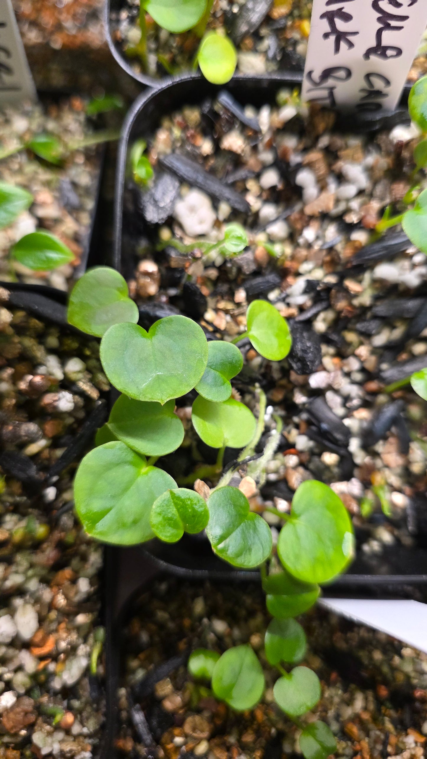 (Michelle x Carla) x Shark Bite — plant photo
