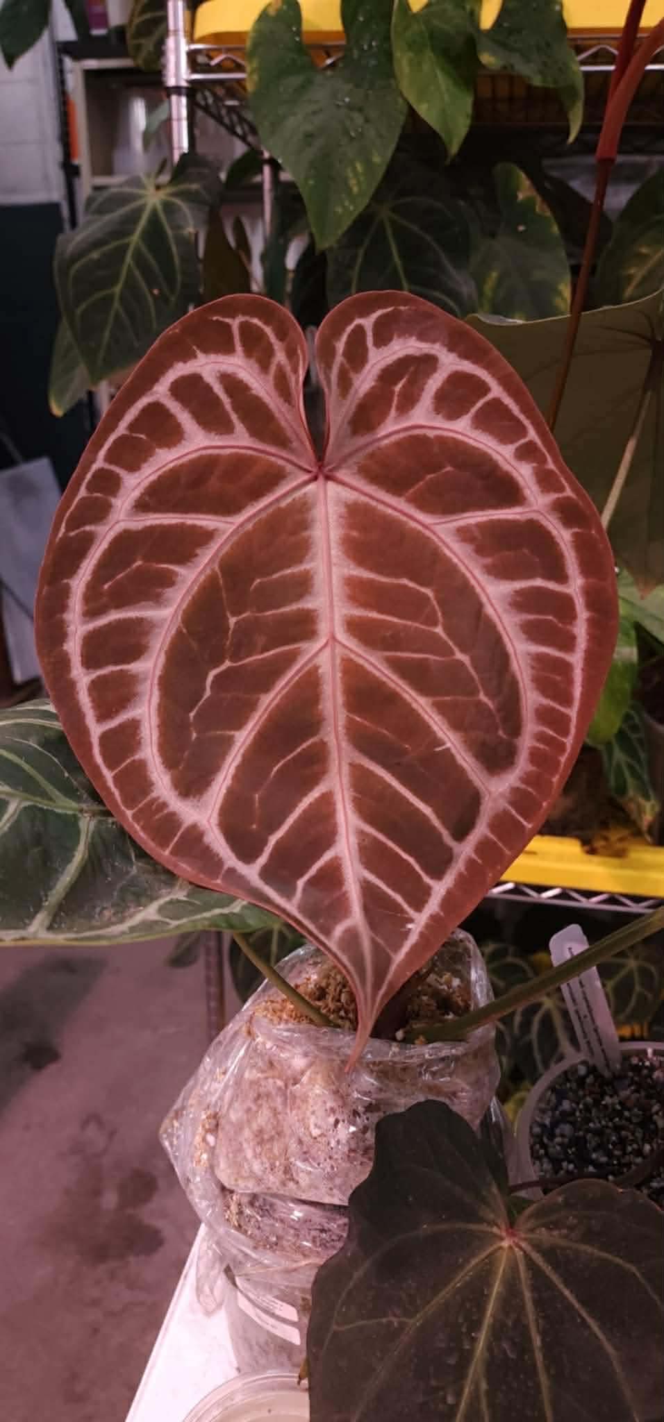 AOSX x PapX) x (Pink Lemonade x Black Widow Michelle)