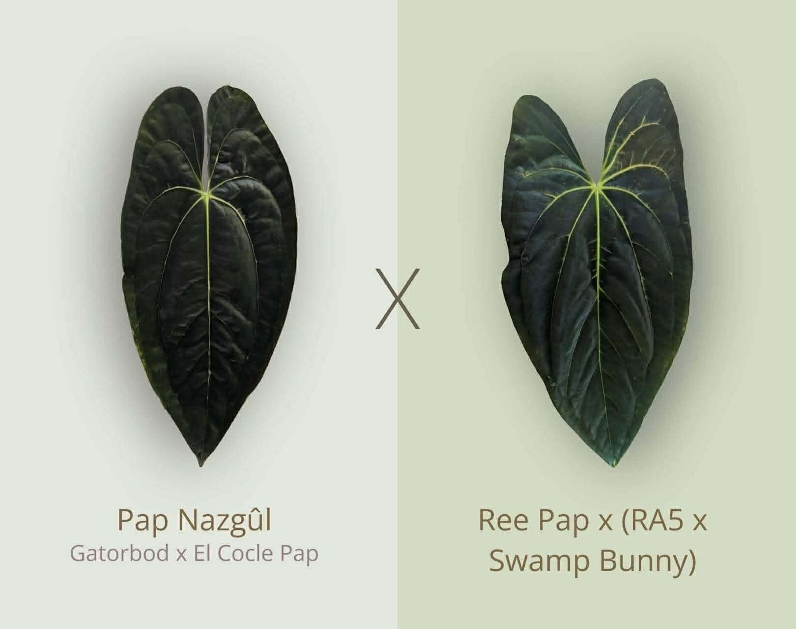 (Pap ‘Nazgul’) x (Pap ‘RA5’ x ‘Swamp Bunny’)