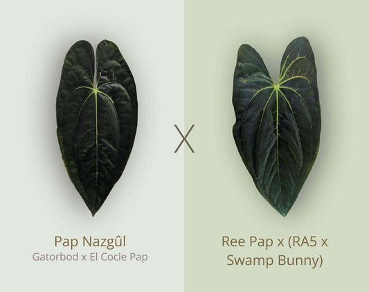 (Pap ‘Nazgul’) x (Pap ‘RA5’ x ‘Swamp Bunny’)