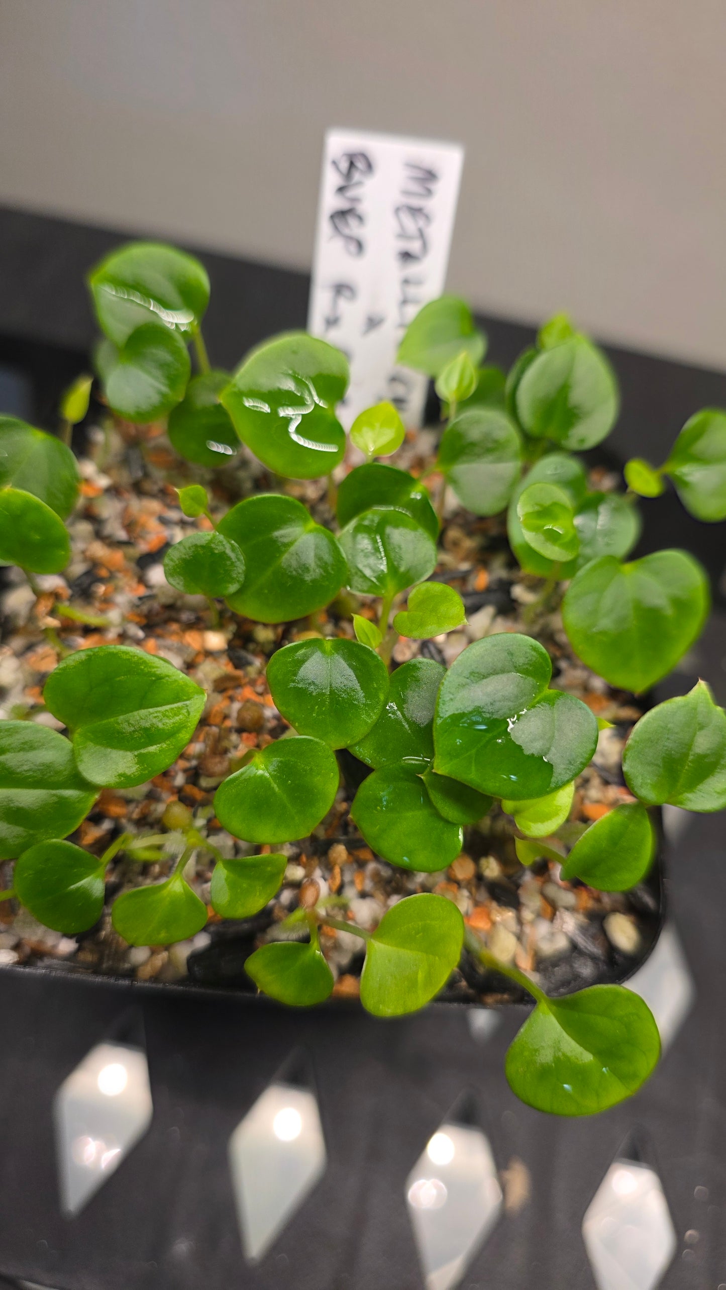 Metallic Cyclone x (Round BVEP x RA1) — plant photo