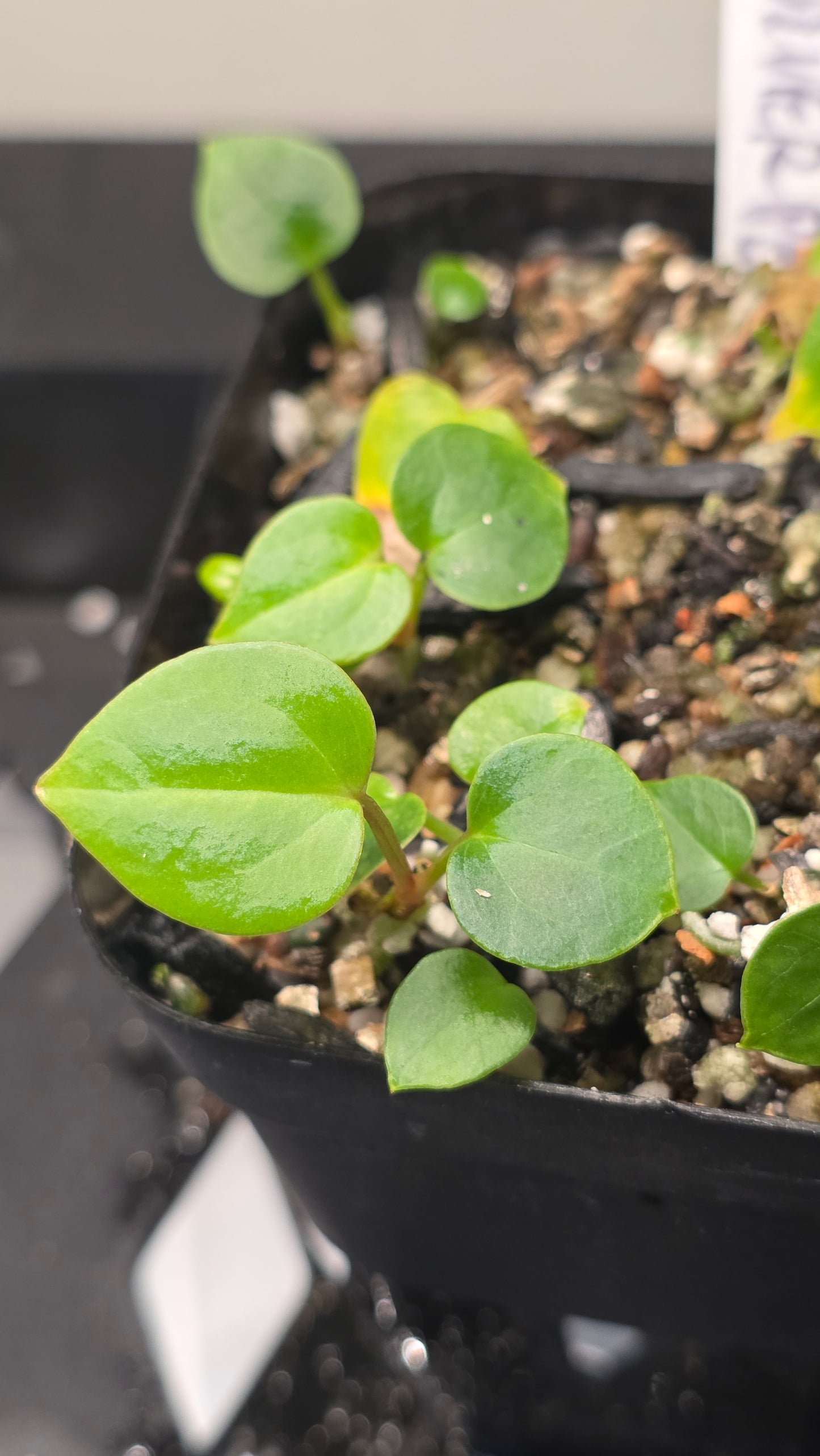 (Dark and Handsome x Red Velvet Cake) x Sp. Silver Peru — plant photo